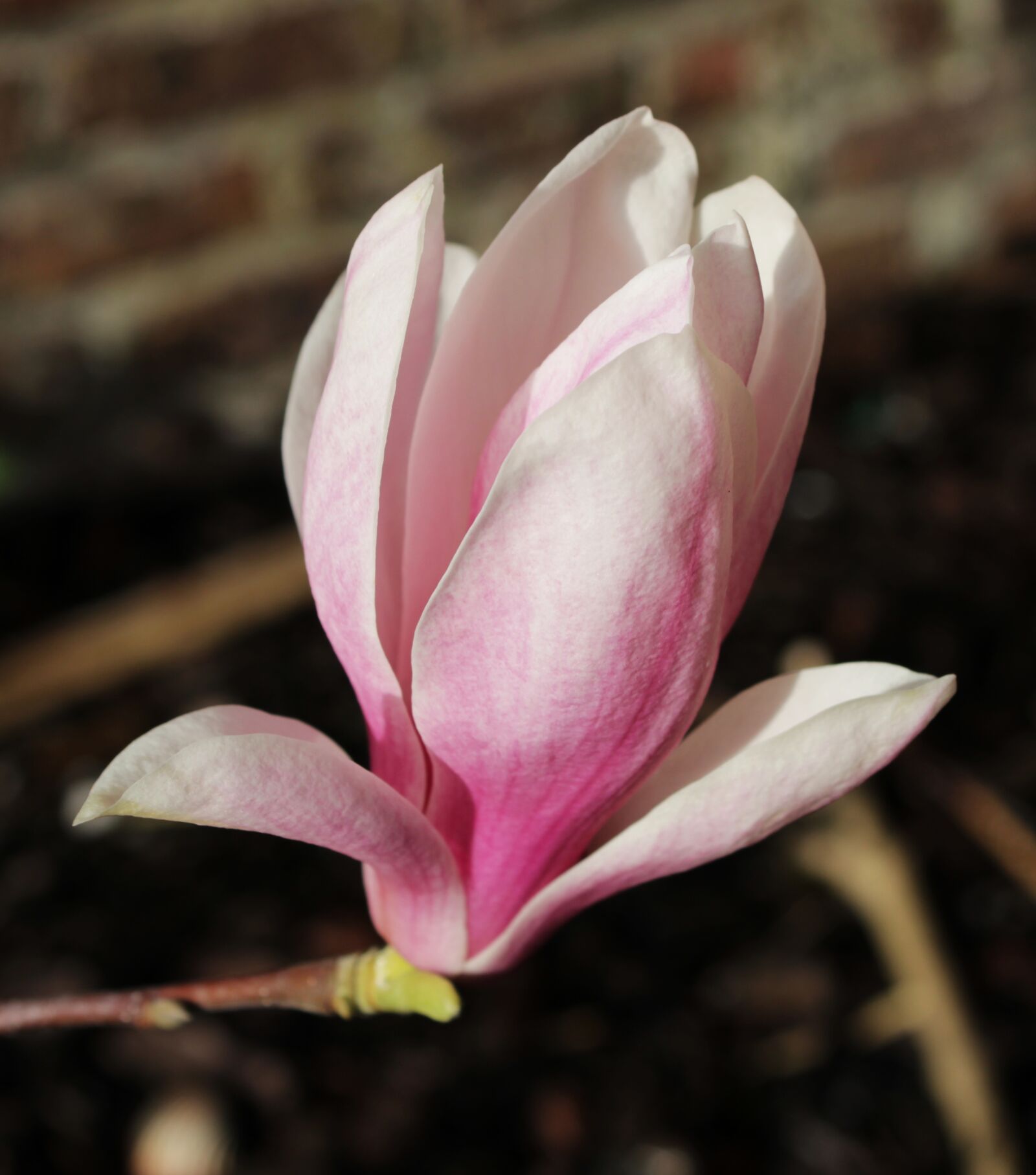 Canon EOS 2000D (EOS Rebel T7 / EOS Kiss X90 / EOS 1500D) sample photo. Magnolia tree, flower, nature photography