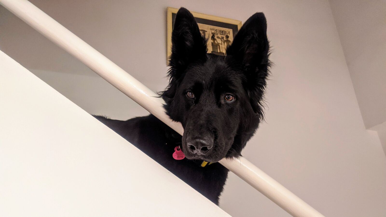 Xiaomi Redmi Note 7 sample photo. Dog, curiosity, animals photography