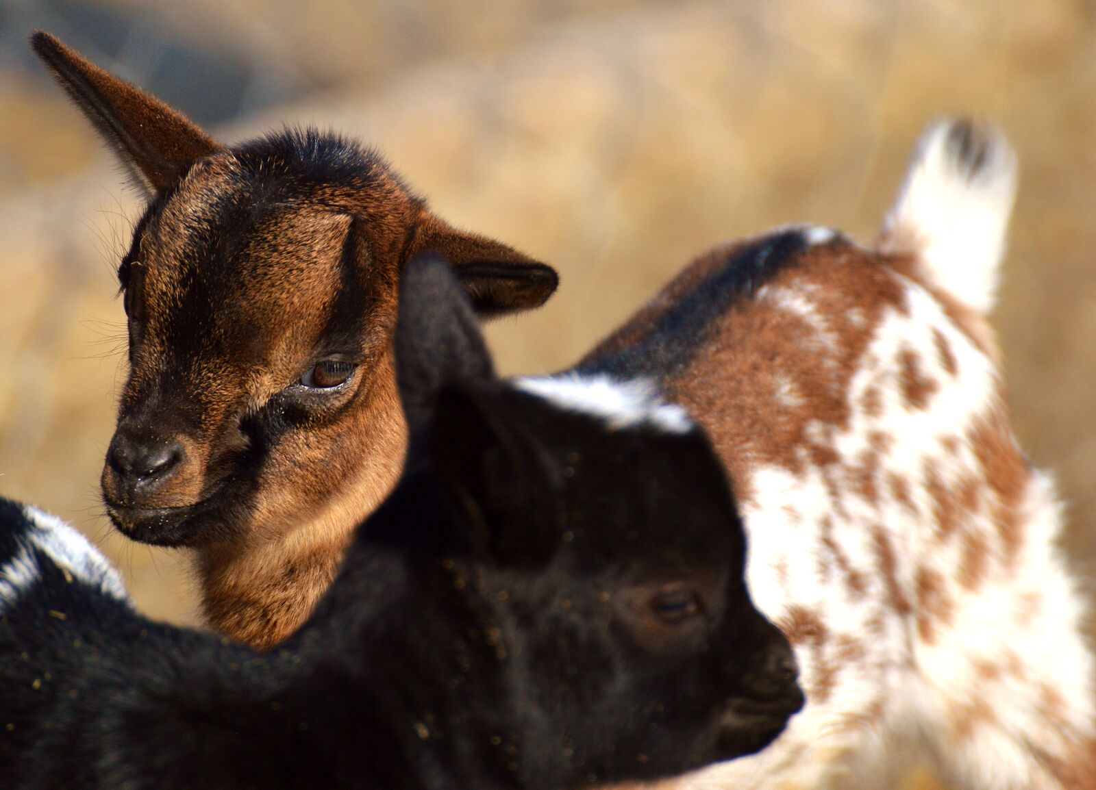 Nikon D3200 sample photo. Goat, wildpark poing, young photography