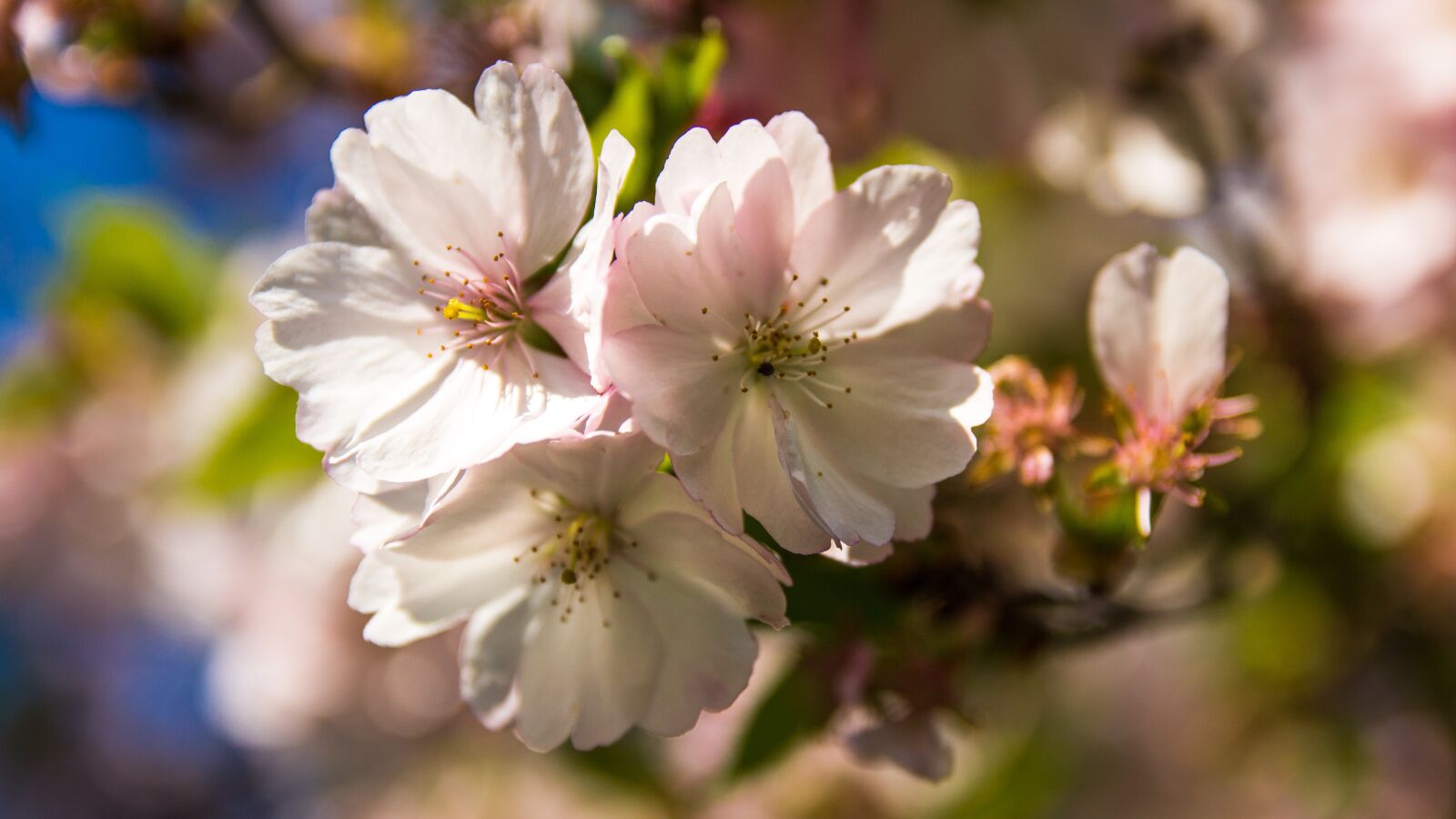 Canon EOS 650D (EOS Rebel T4i / EOS Kiss X6i) sample photo. Cherry blossoms, fruit tree photography