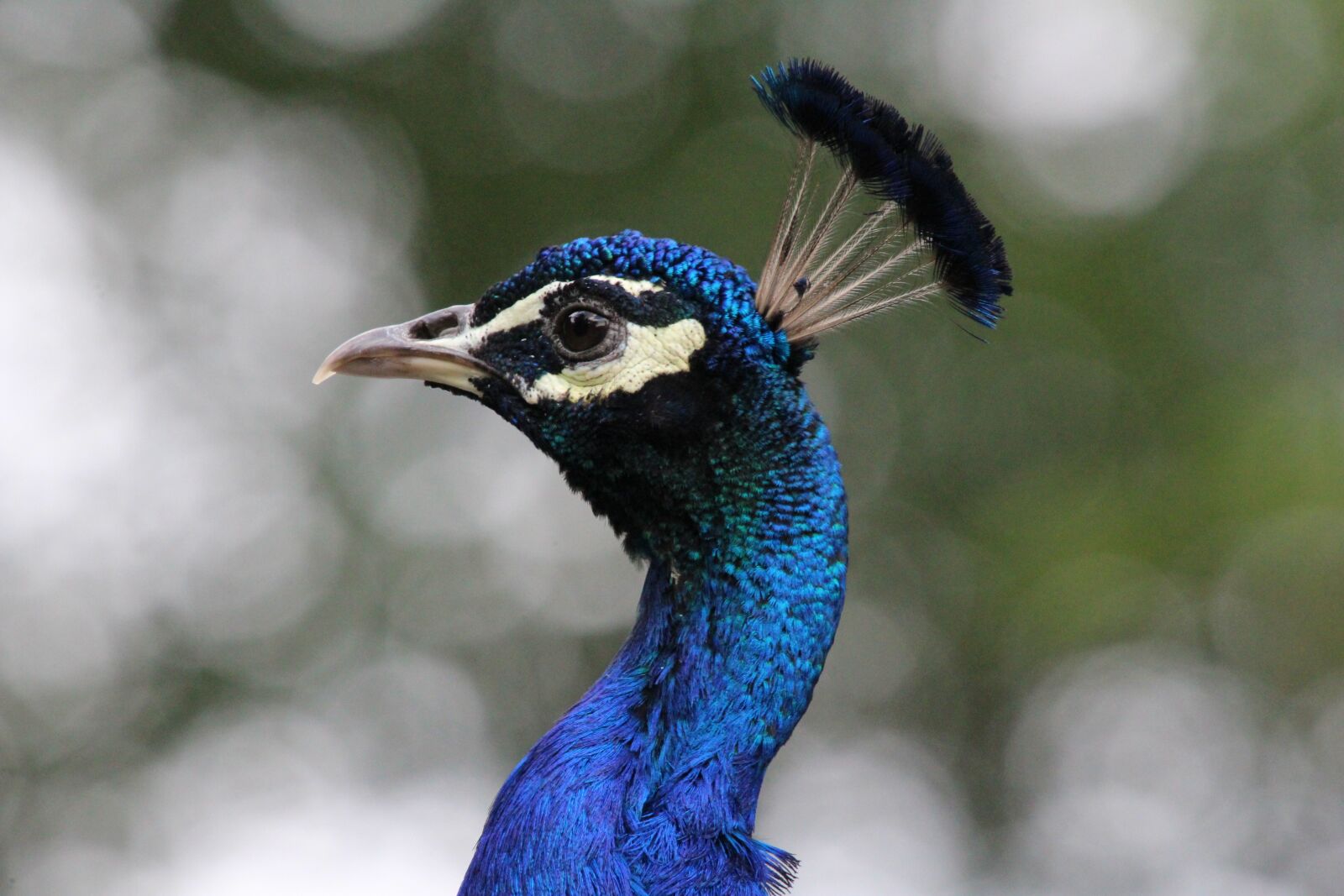 Canon EOS 1200D (EOS Rebel T5 / EOS Kiss X70 / EOS Hi) sample photo. Peacock, peacock head, feather photography