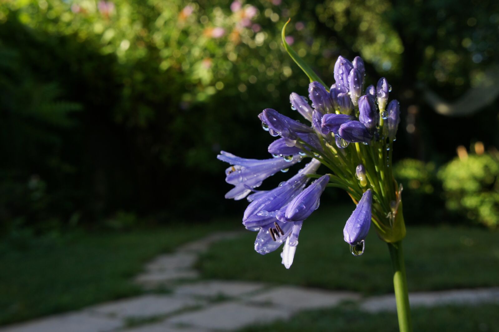 Sony Alpha NEX-3 sample photo. Garden, flowers, flower photography