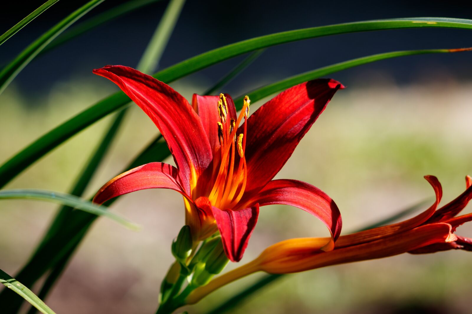 Canon EF 70-300 F4-5.6 IS II USM sample photo. Day-lily, flower, petals photography