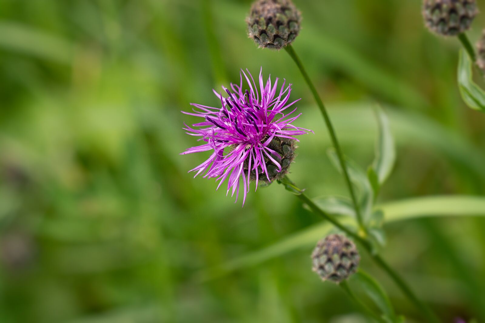 Nikon D7100 sample photo. Knapweed, purple, purple flower photography