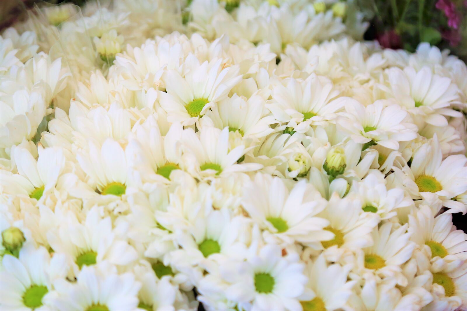 Canon EF 24-105mm F4L IS USM sample photo. Flowers, spring, nature photography