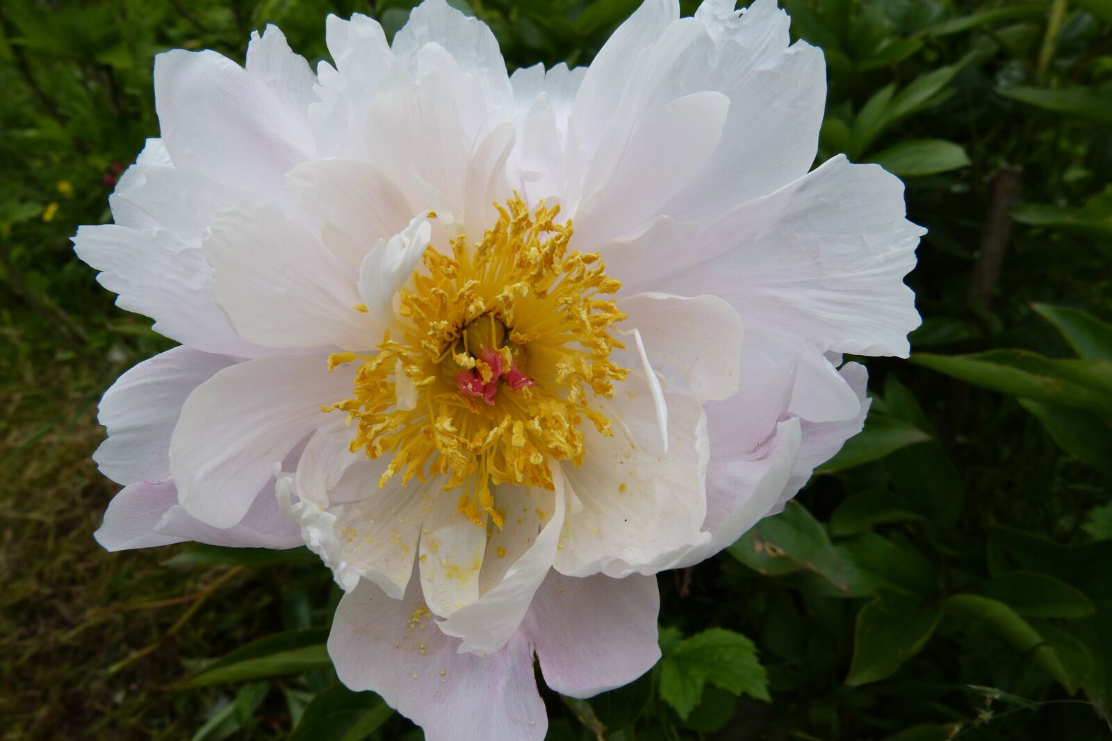 Panasonic DMC-FZ62 sample photo. Peony, white, stamens photography