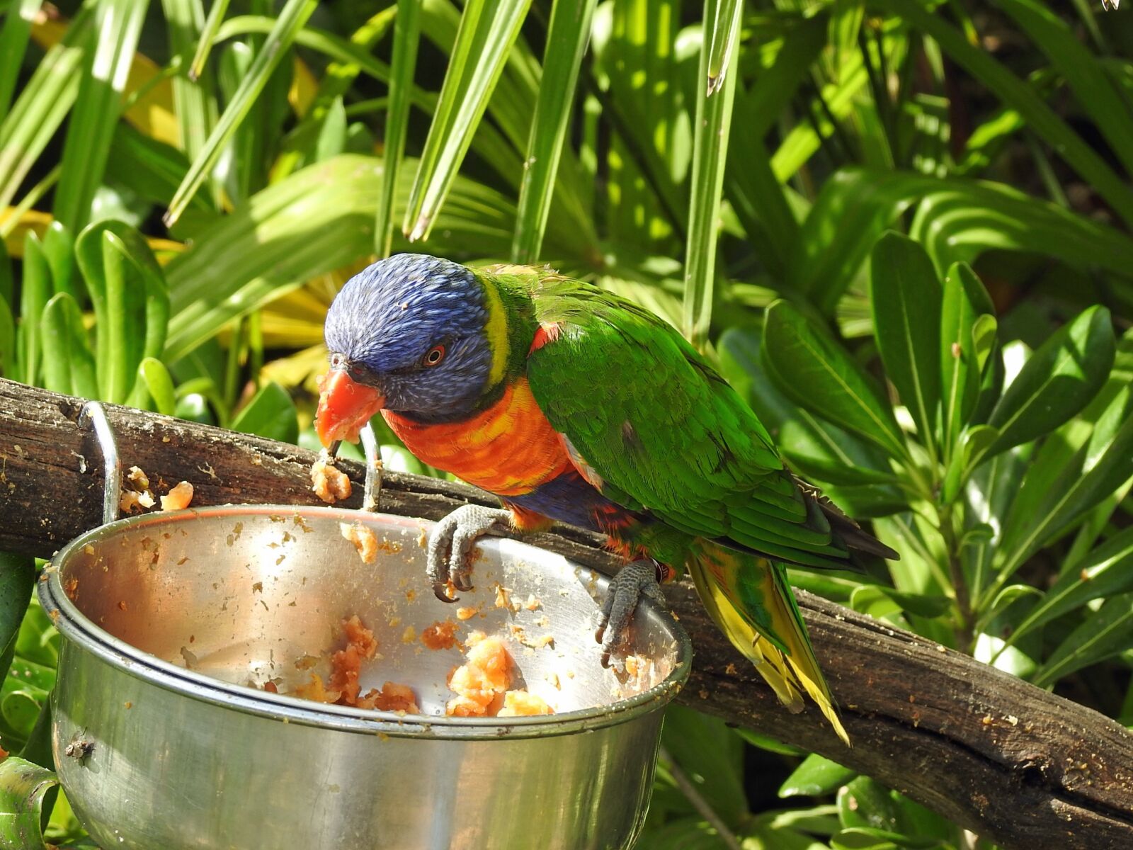 Nikon Coolpix P900 sample photo. Bird, multicolor, eat photography