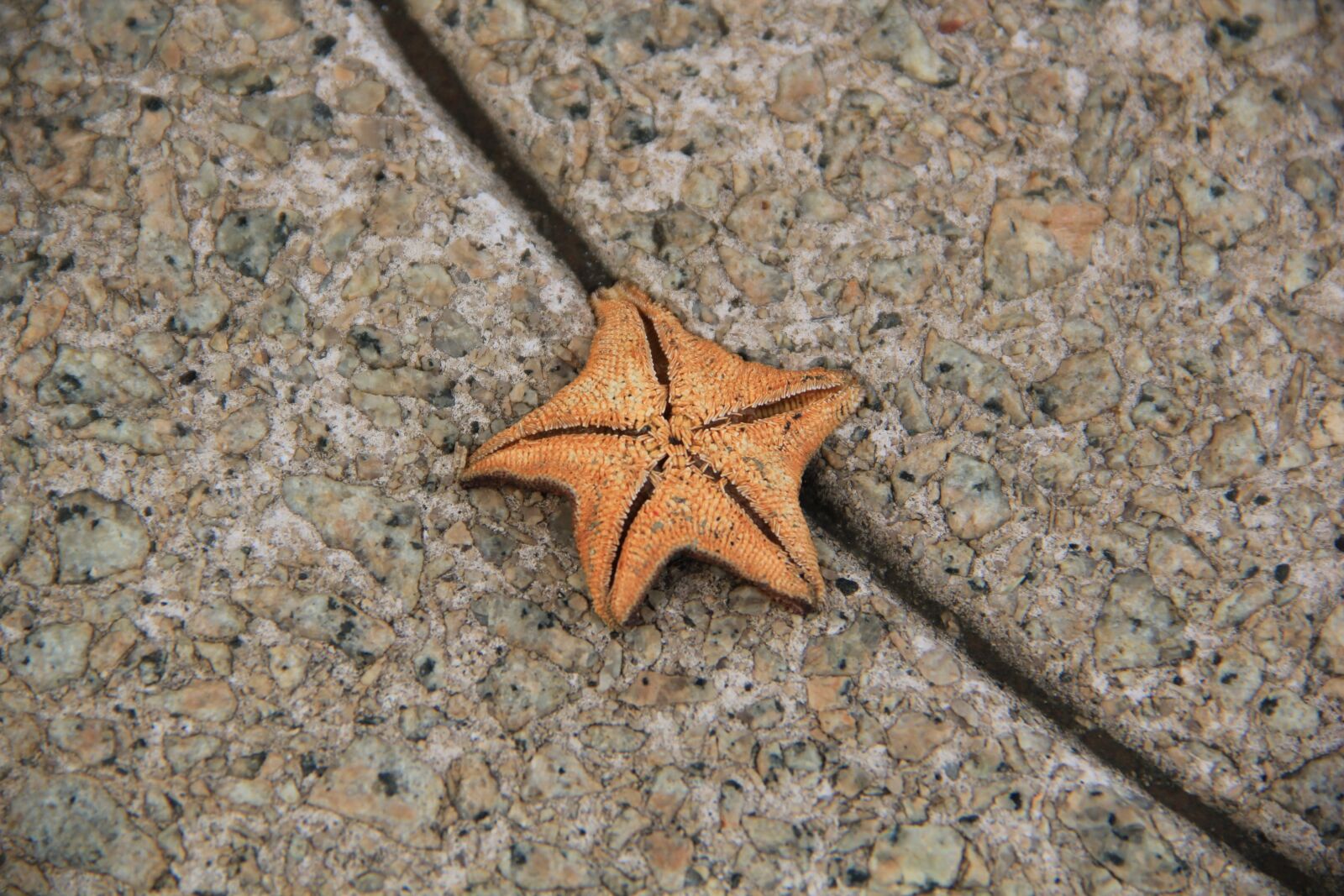 Canon EOS 550D (EOS Rebel T2i / EOS Kiss X4) sample photo. Starfish, sea star, colorful photography