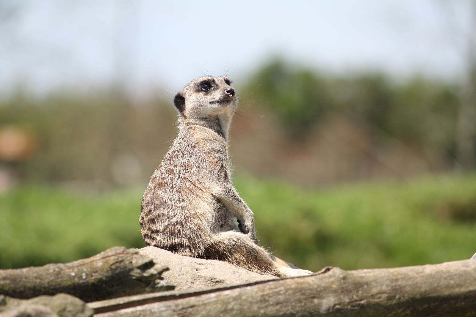 Canon EOS 450D (EOS Rebel XSi / EOS Kiss X2) sample photo. Meerkat, wildlife, mammal photography