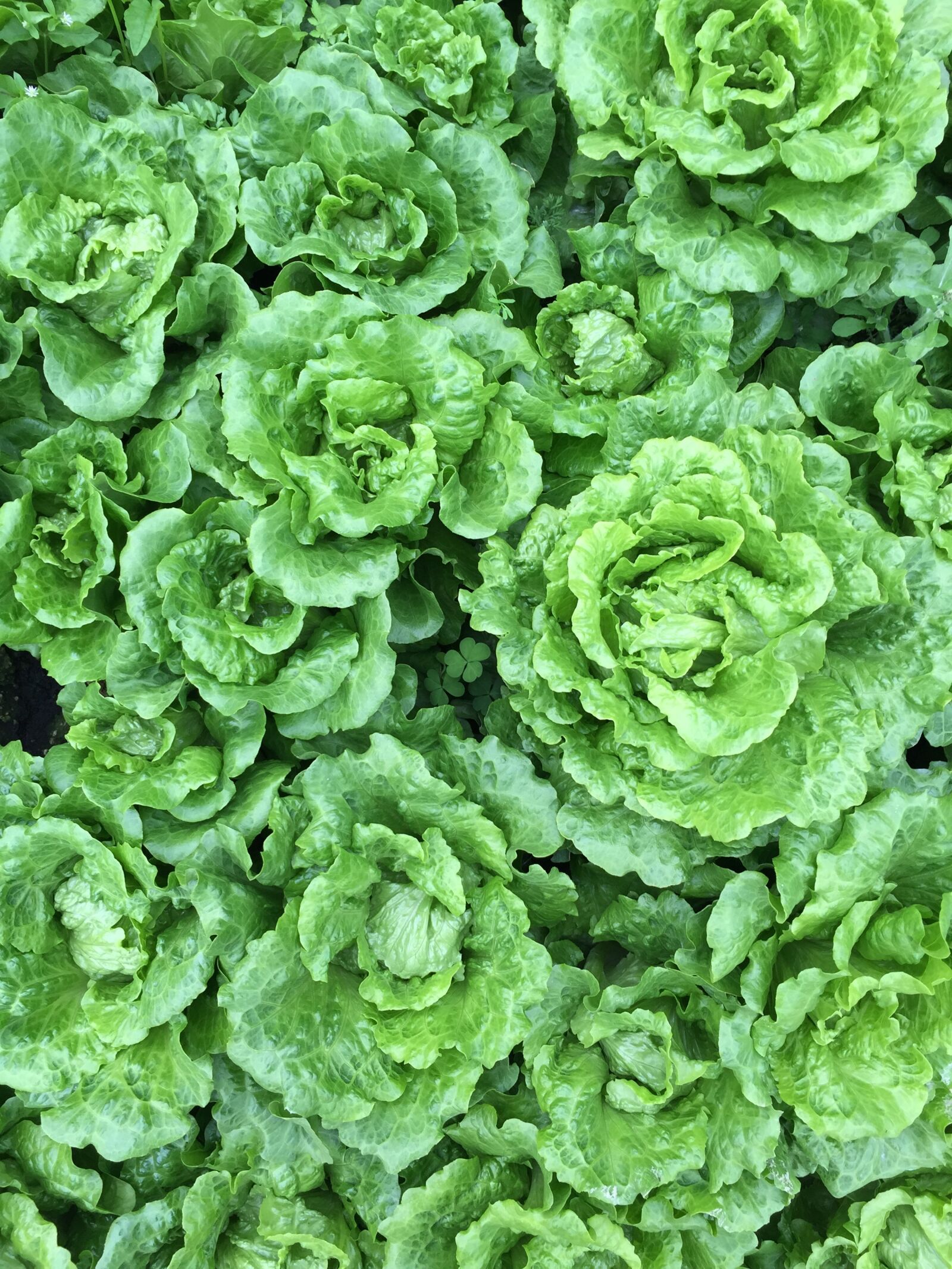 Apple iPhone 6 sample photo. Vegetables, field, vegetable fields photography