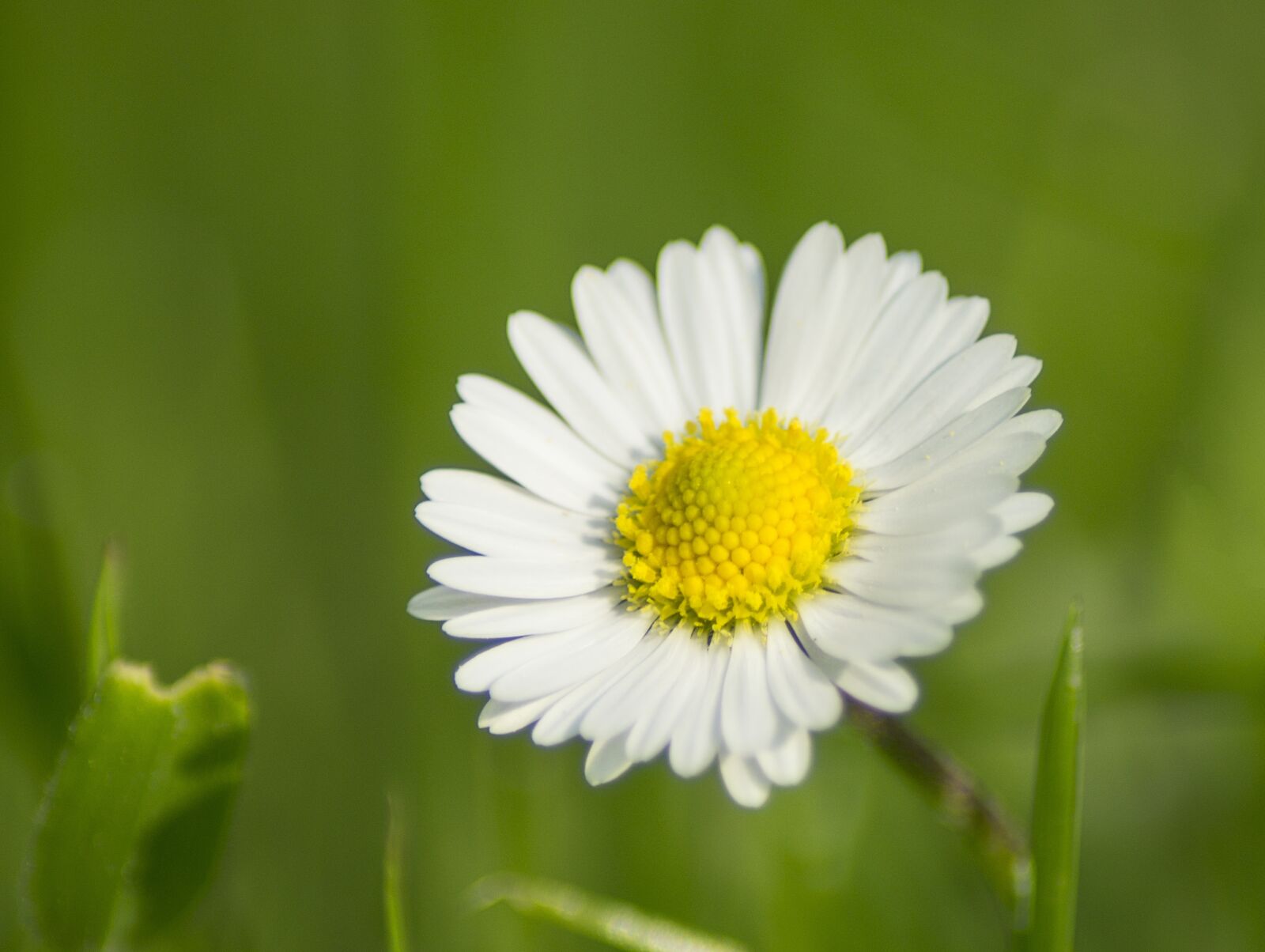 Sony SLT-A57 sample photo. Nature, meadow, grass photography