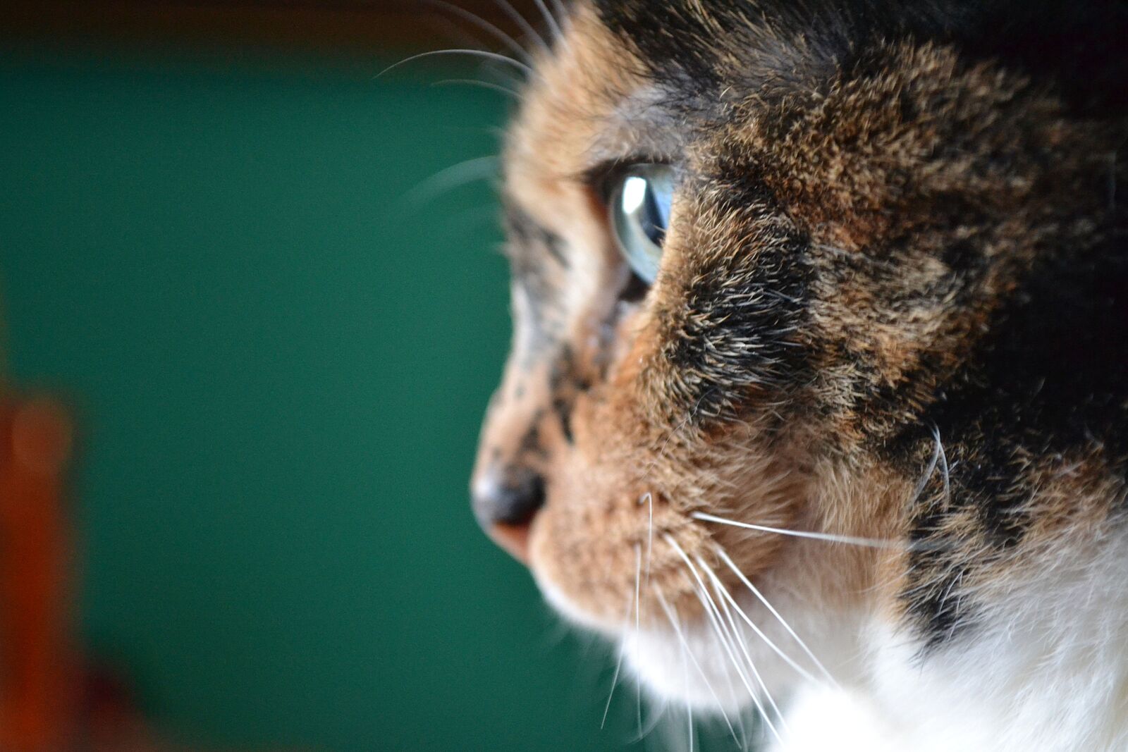 Nikon D3100 sample photo. Cat, portrait, animal photography