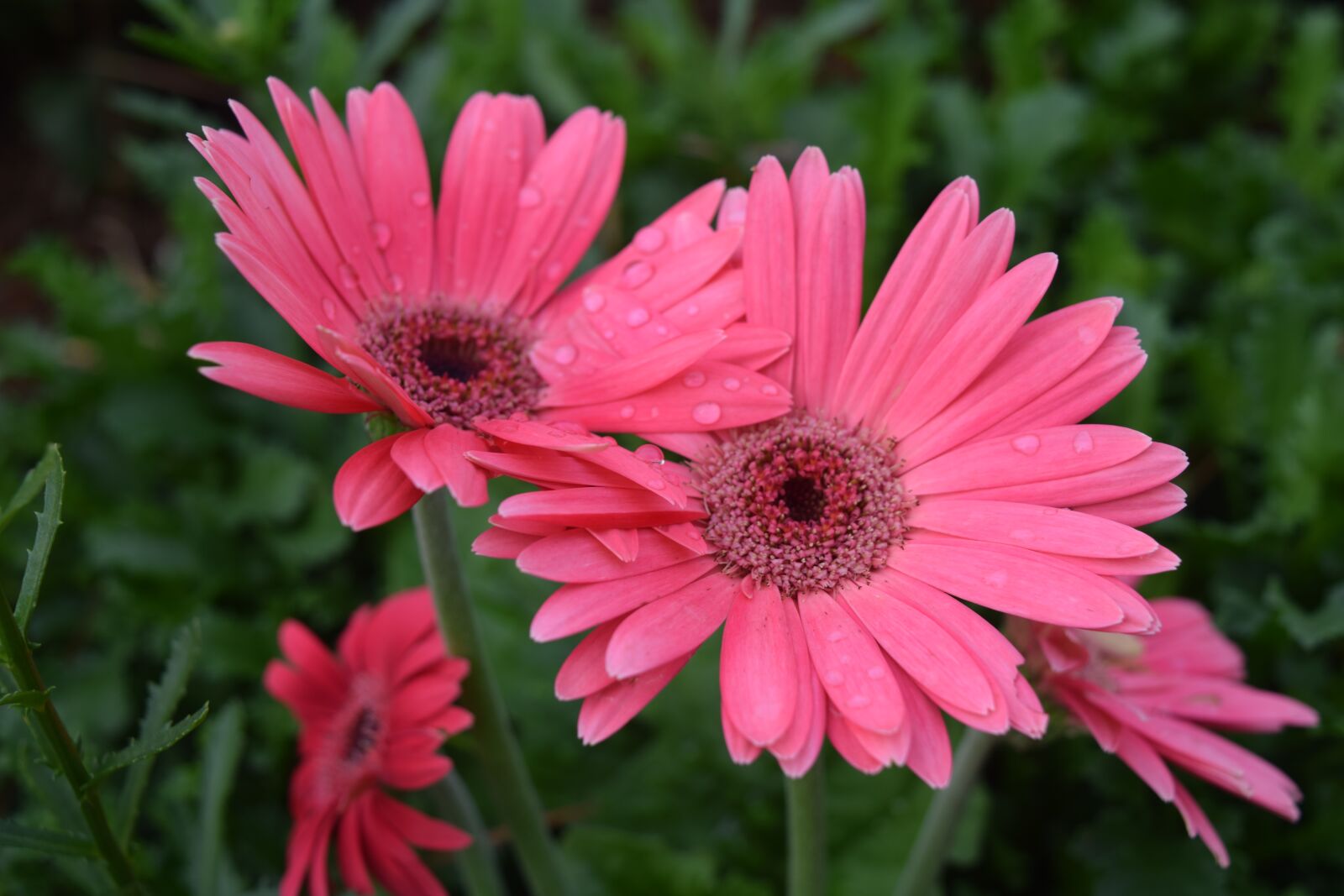 Nikon D5300 sample photo. Flowers, colorful, decorative photography