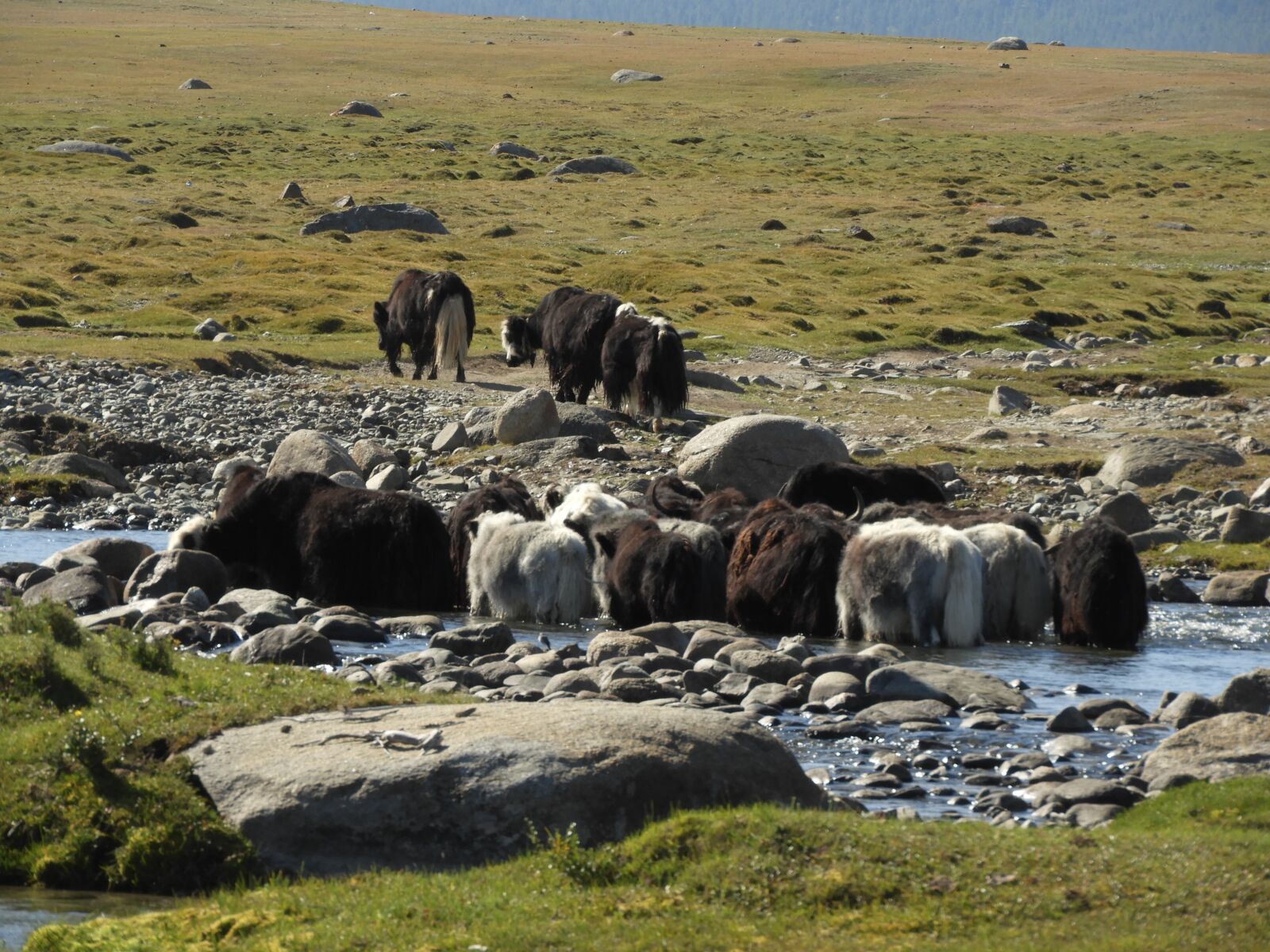 Nikon Coolpix B700 sample photo. Mongolia, yaki, summer photography