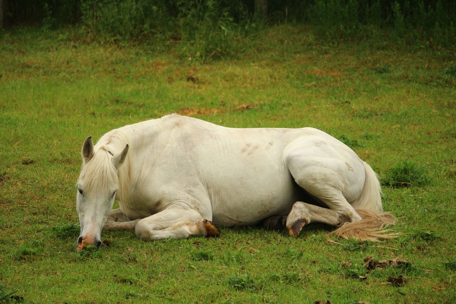 Canon EOS 100D (EOS Rebel SL1 / EOS Kiss X7) sample photo. Horse, mold, thoroughbred arabian photography