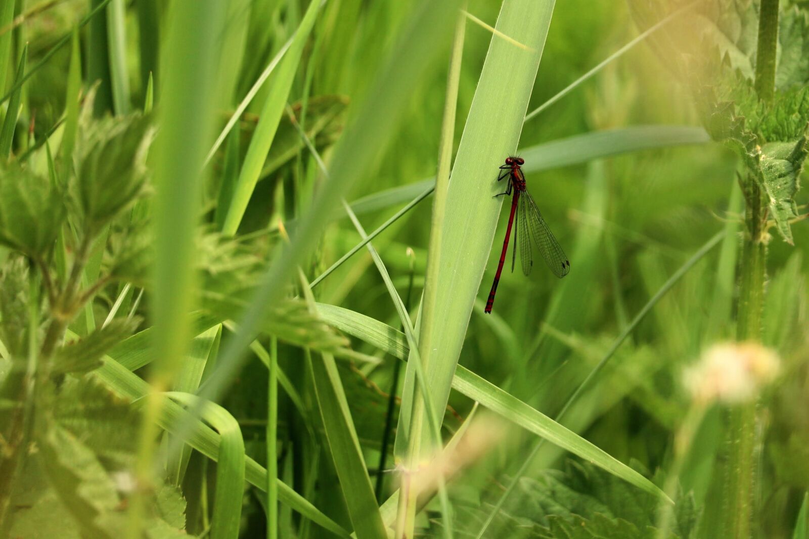 Canon EOS 750D (EOS Rebel T6i / EOS Kiss X8i) sample photo. Dragonfly, red, grass photography
