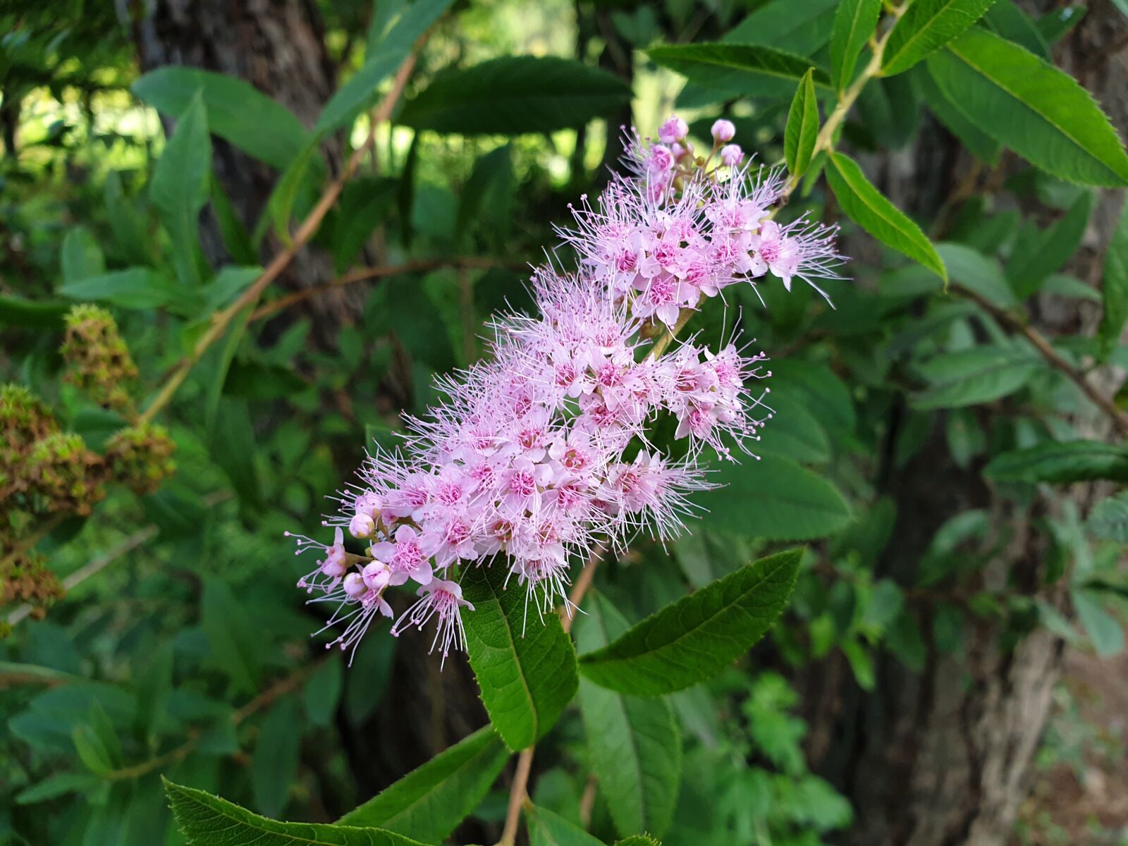 Samsung Galaxy Note9 sample photo. Nature, flowers, plants photography