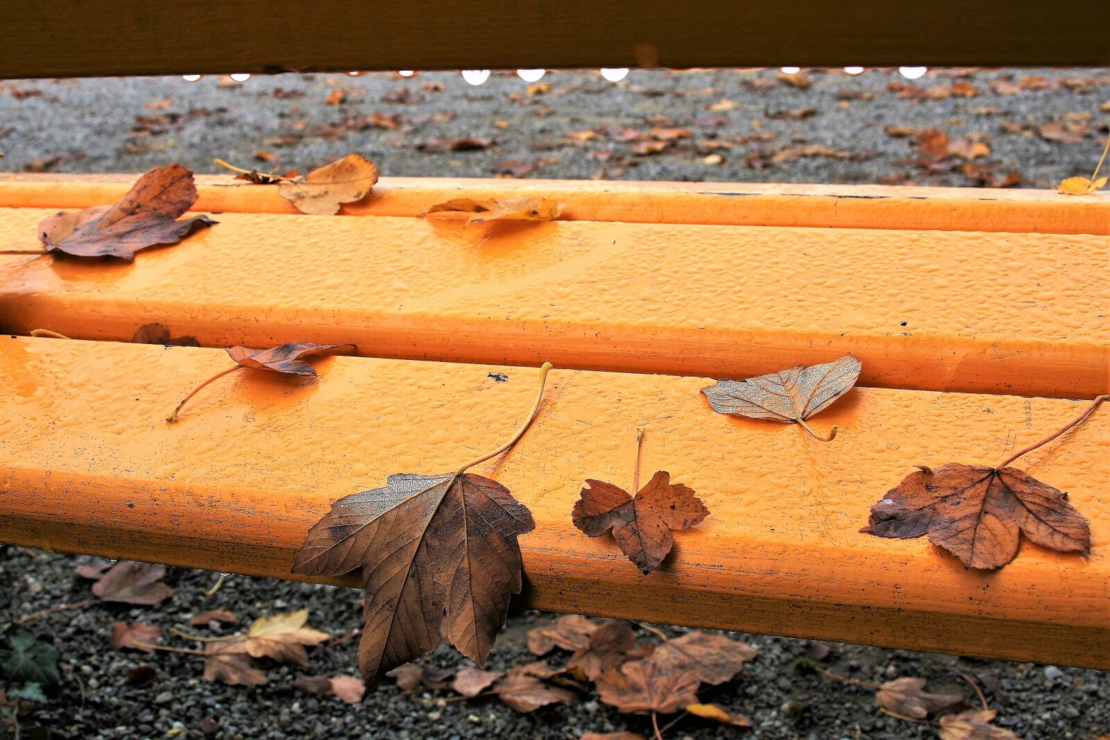 Canon EOS 400D (EOS Digital Rebel XTi / EOS Kiss Digital X) sample photo. Bench, yellow, autumn photography