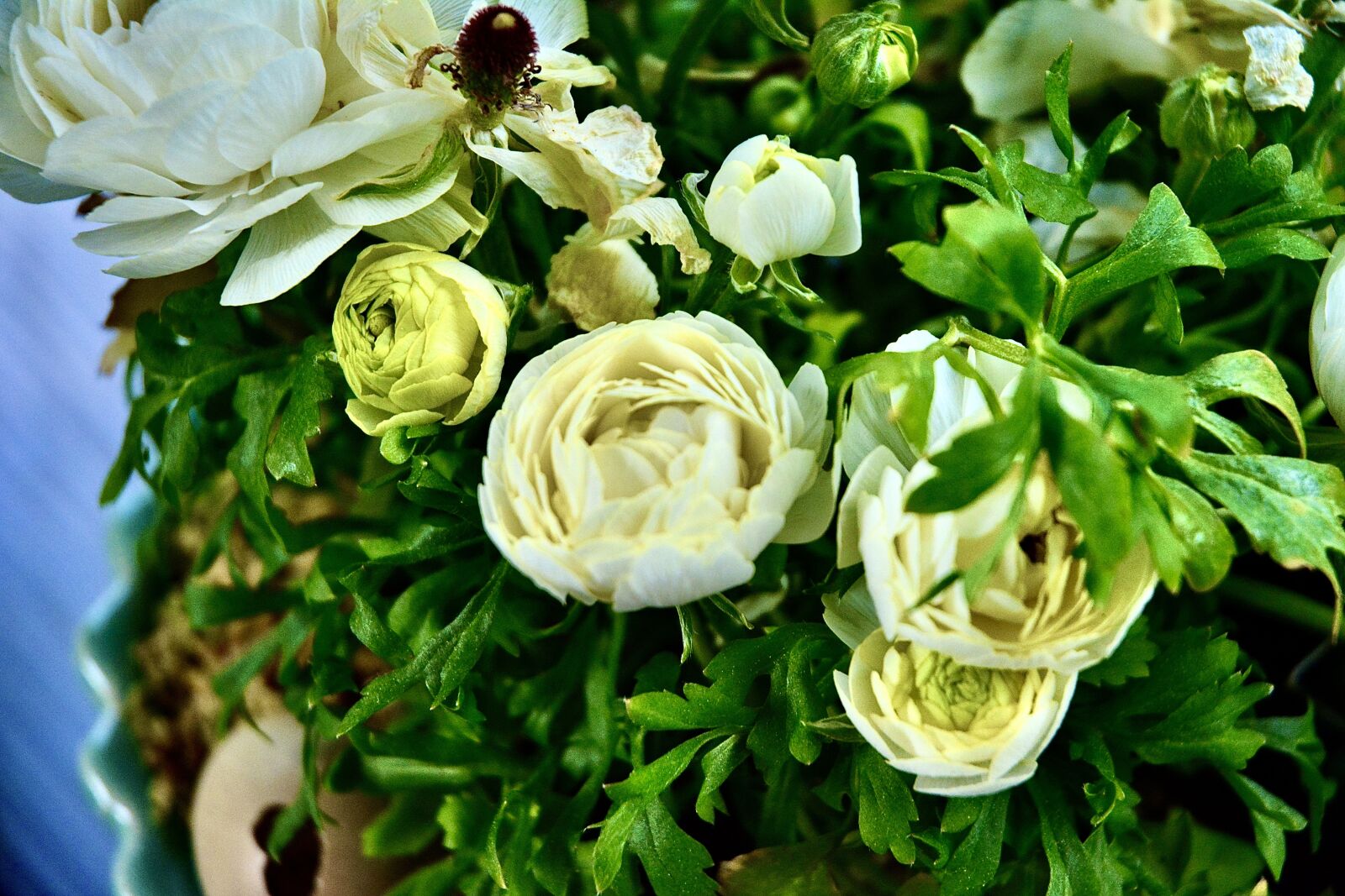 Nikon D5200 sample photo. Flower, spring, blue photography