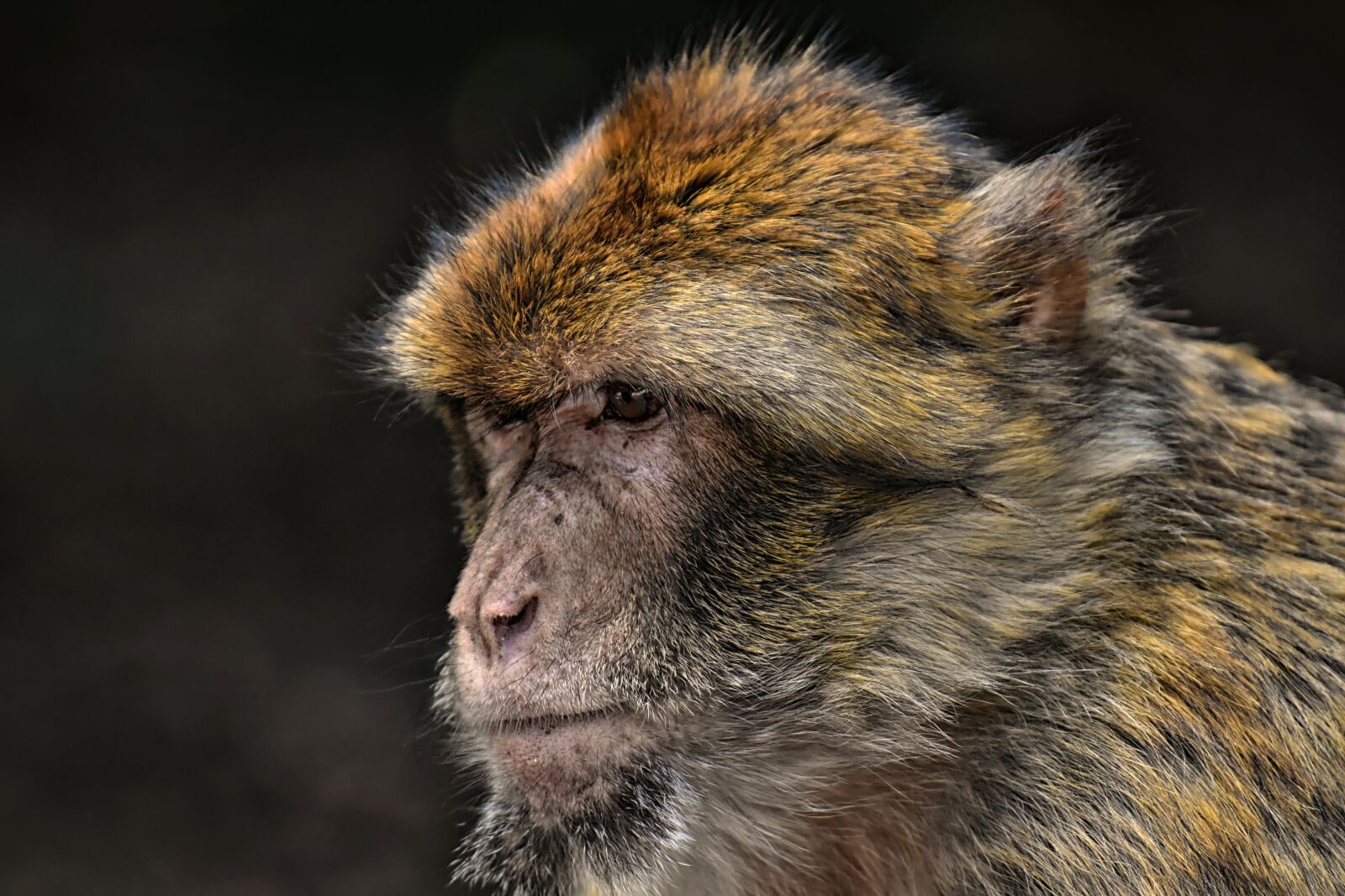 Nikon D7200 sample photo. Barbary ape, endangered species photography