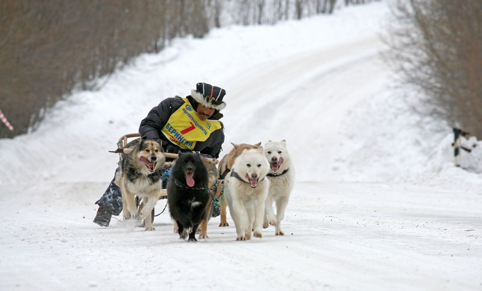 Canon EOS 5D sample photo. Dog, laika, husky photography