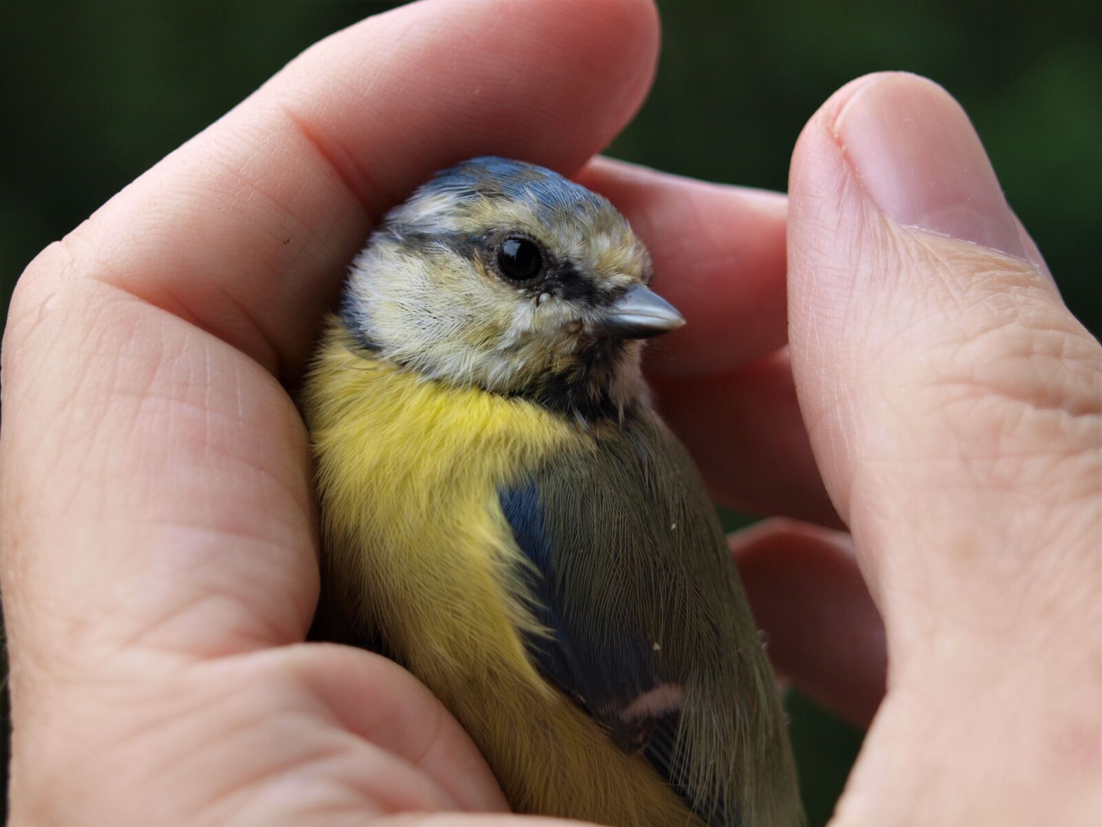 Olympus E-420 (EVOLT E-420) sample photo. Blue tit, young bird photography