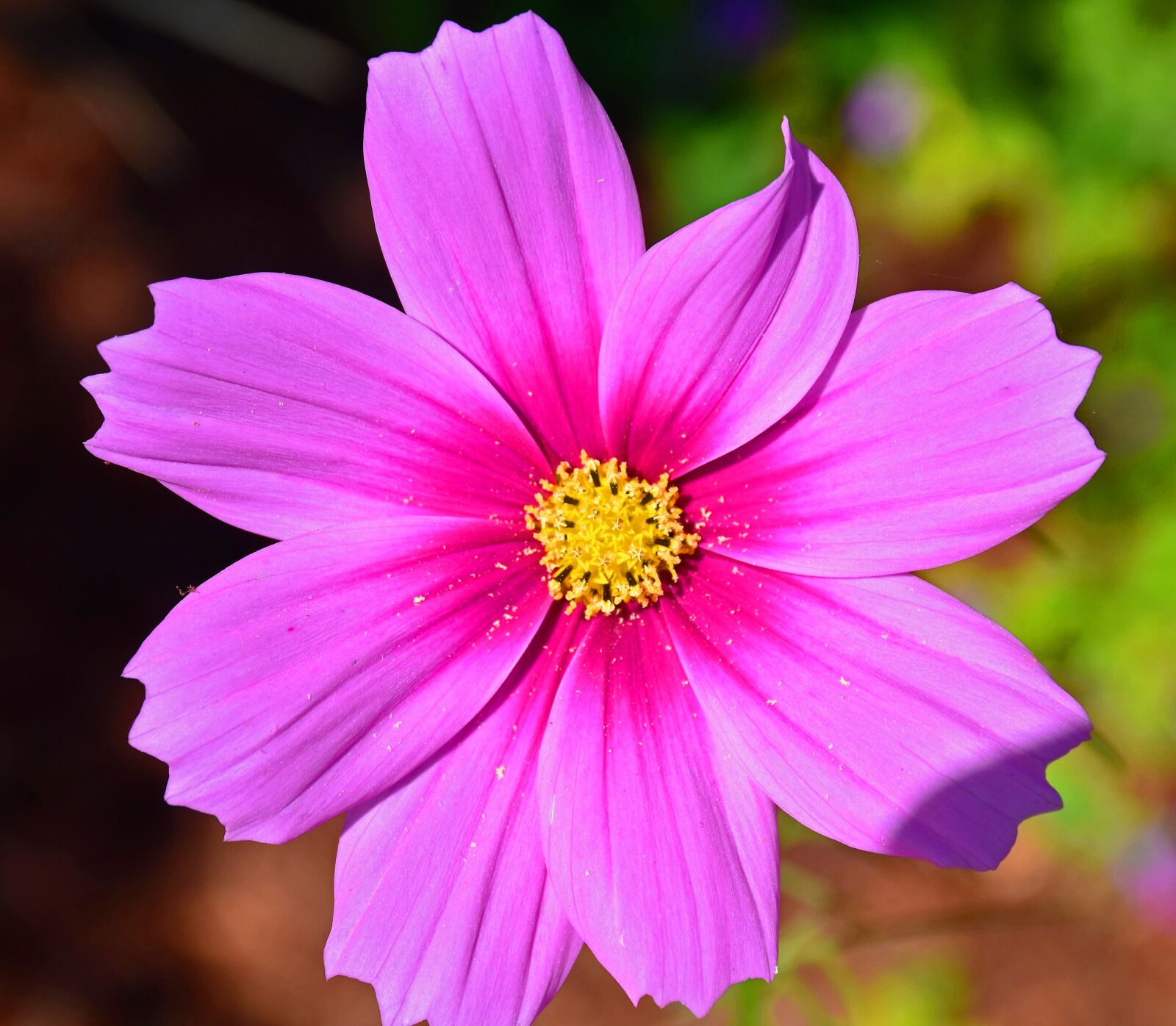 Nikon D5500 sample photo. Flower, floral, spring photography