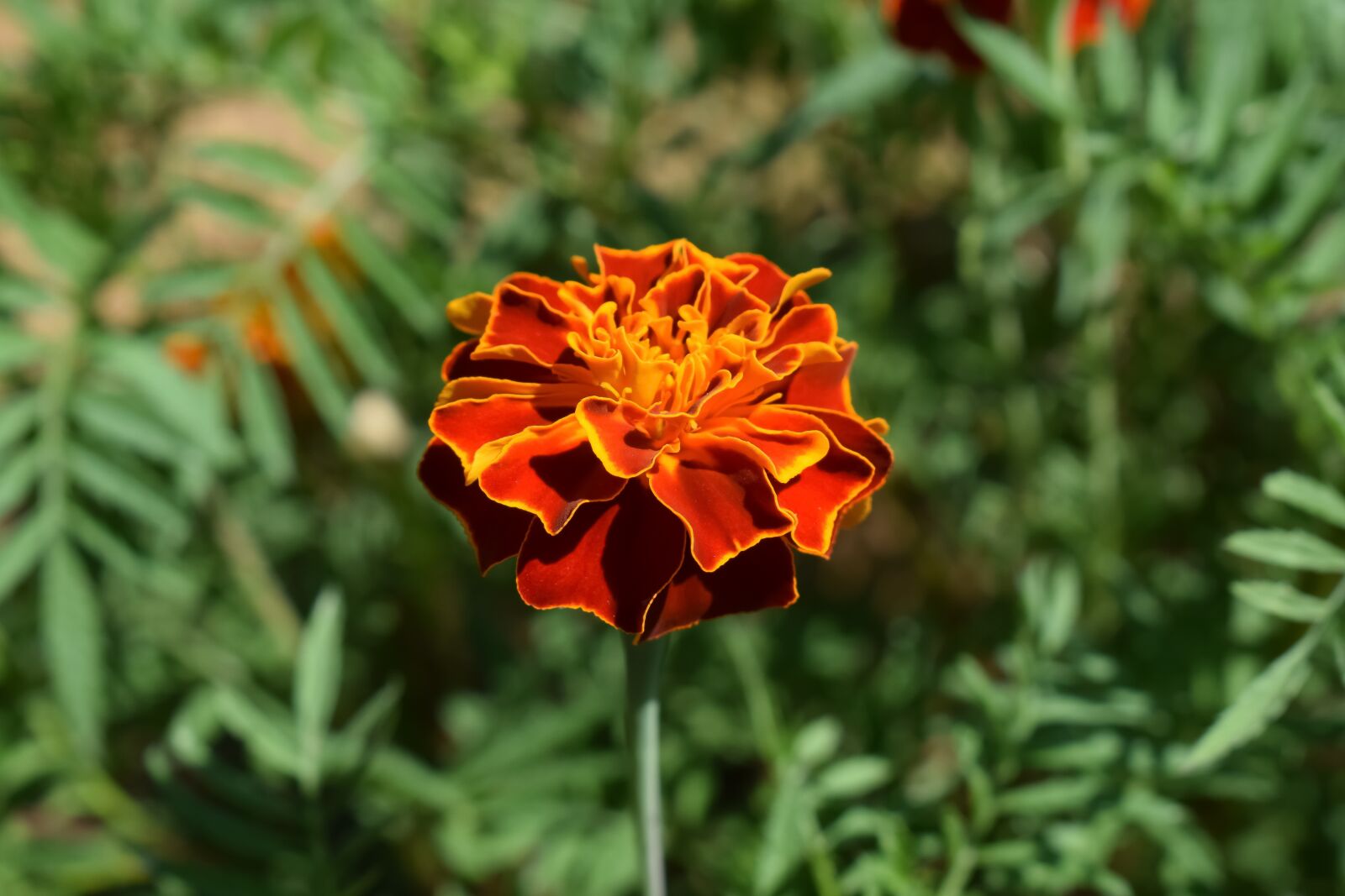 Nikon D3300 sample photo. Flower, colorful, garden photography