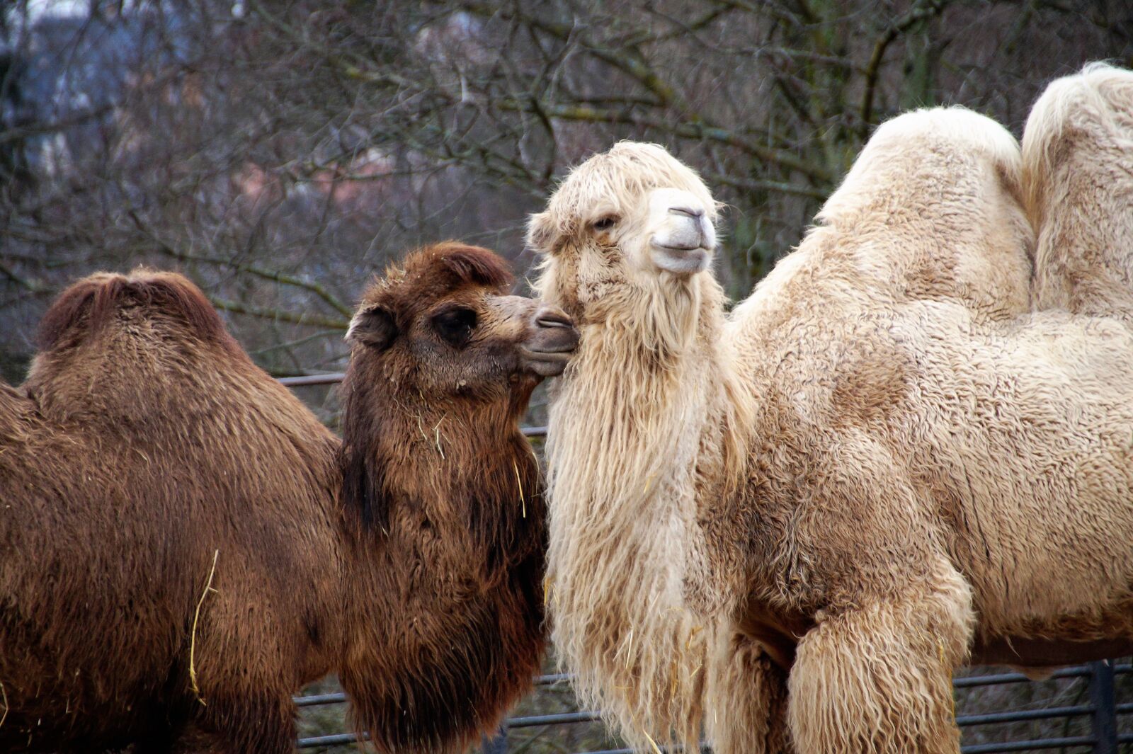 Sony SLT-A58 sample photo. Camel, animal, sahara photography