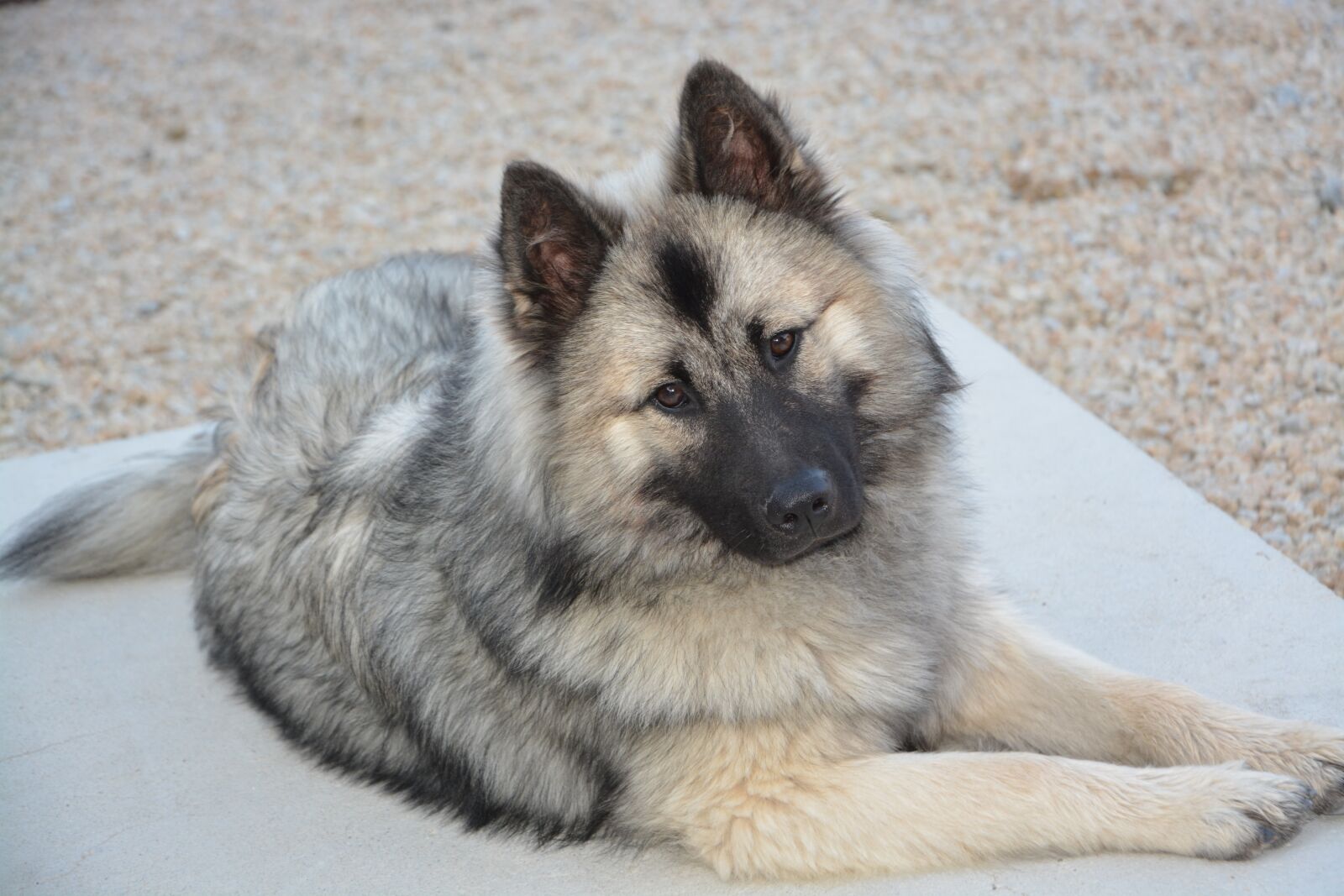 Nikon D5200 sample photo. Dog, bitch, dog eurasier photography