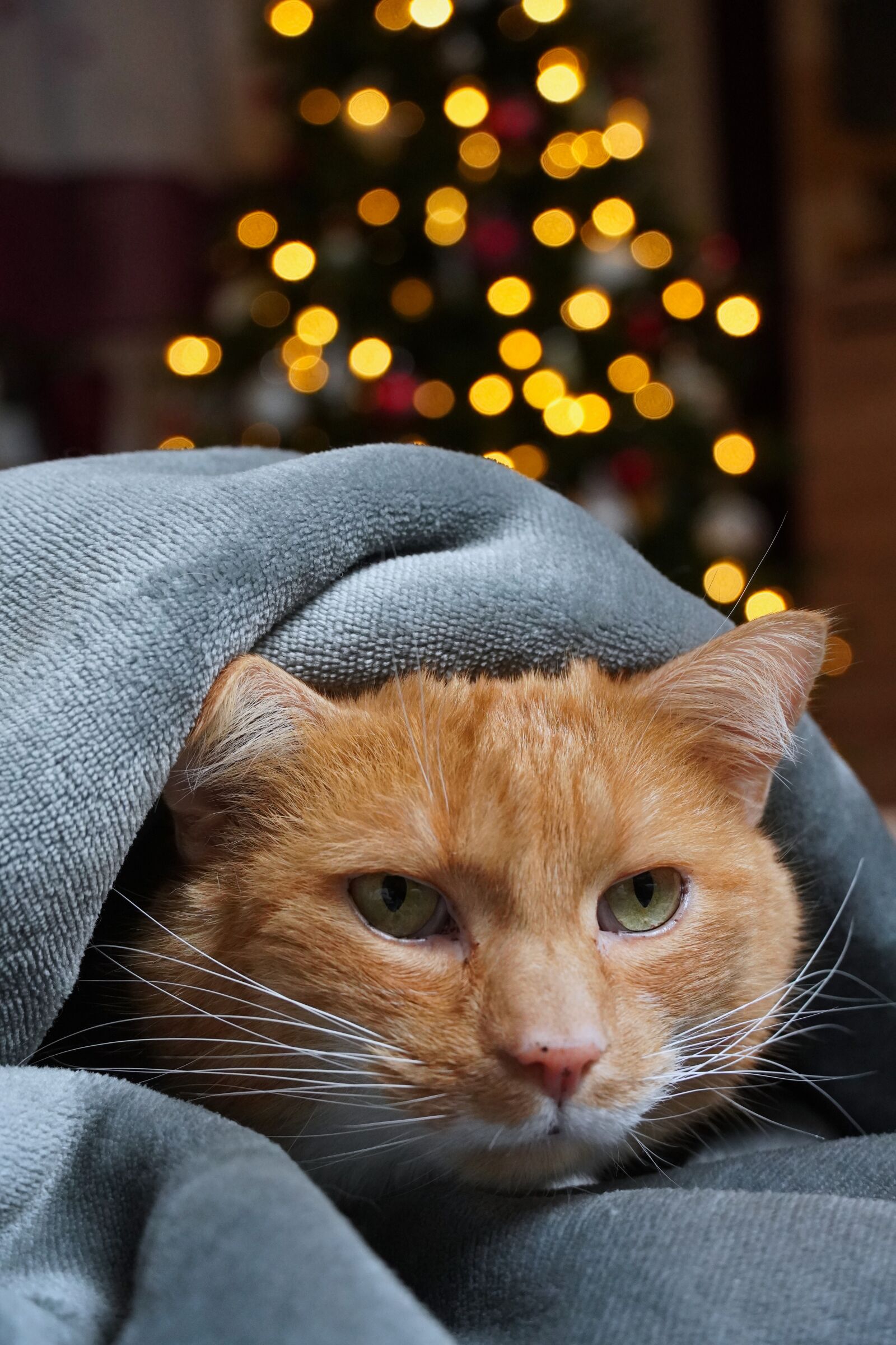 Sony a6400 sample photo. Cat, pet, anxious photography