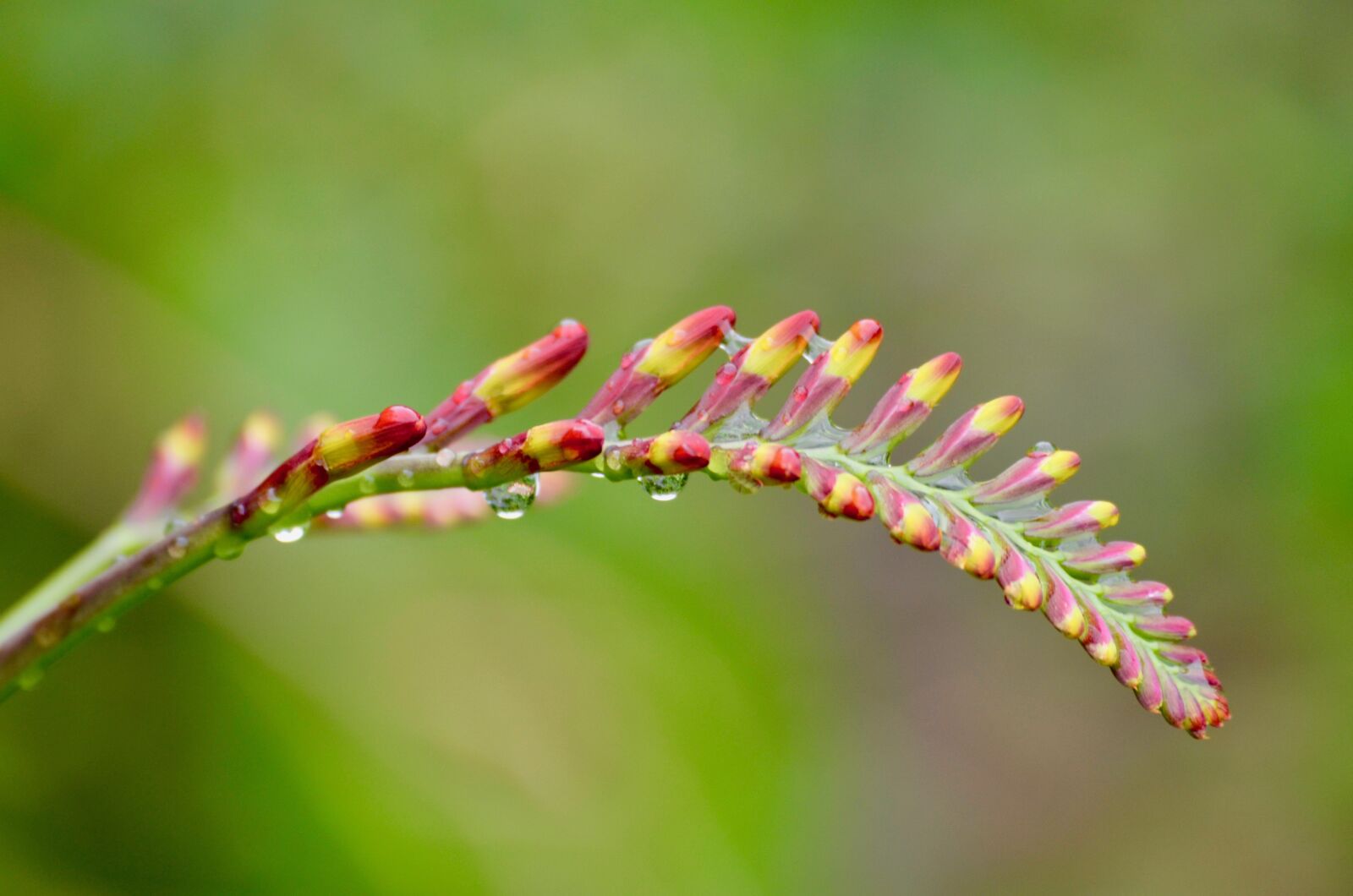 Nikon D5100 sample photo. Mombretie, flower buds, perennials photography