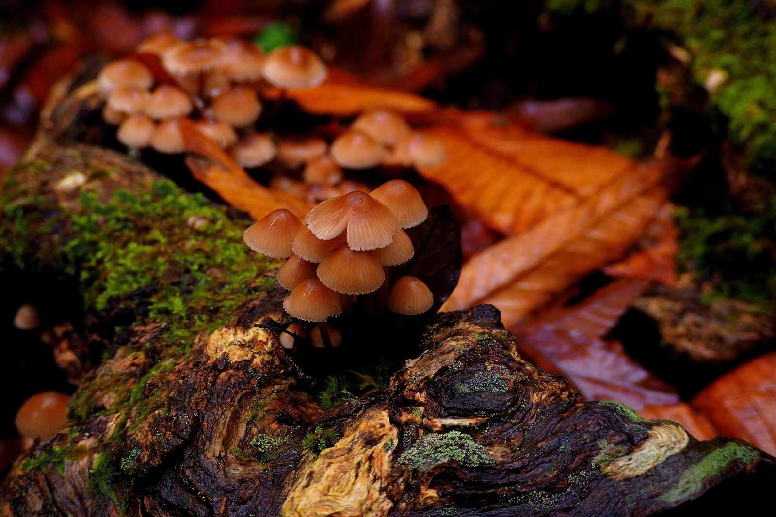 Olympus OM-D E-M10 II sample photo. Fungus, natural, mushroom photography