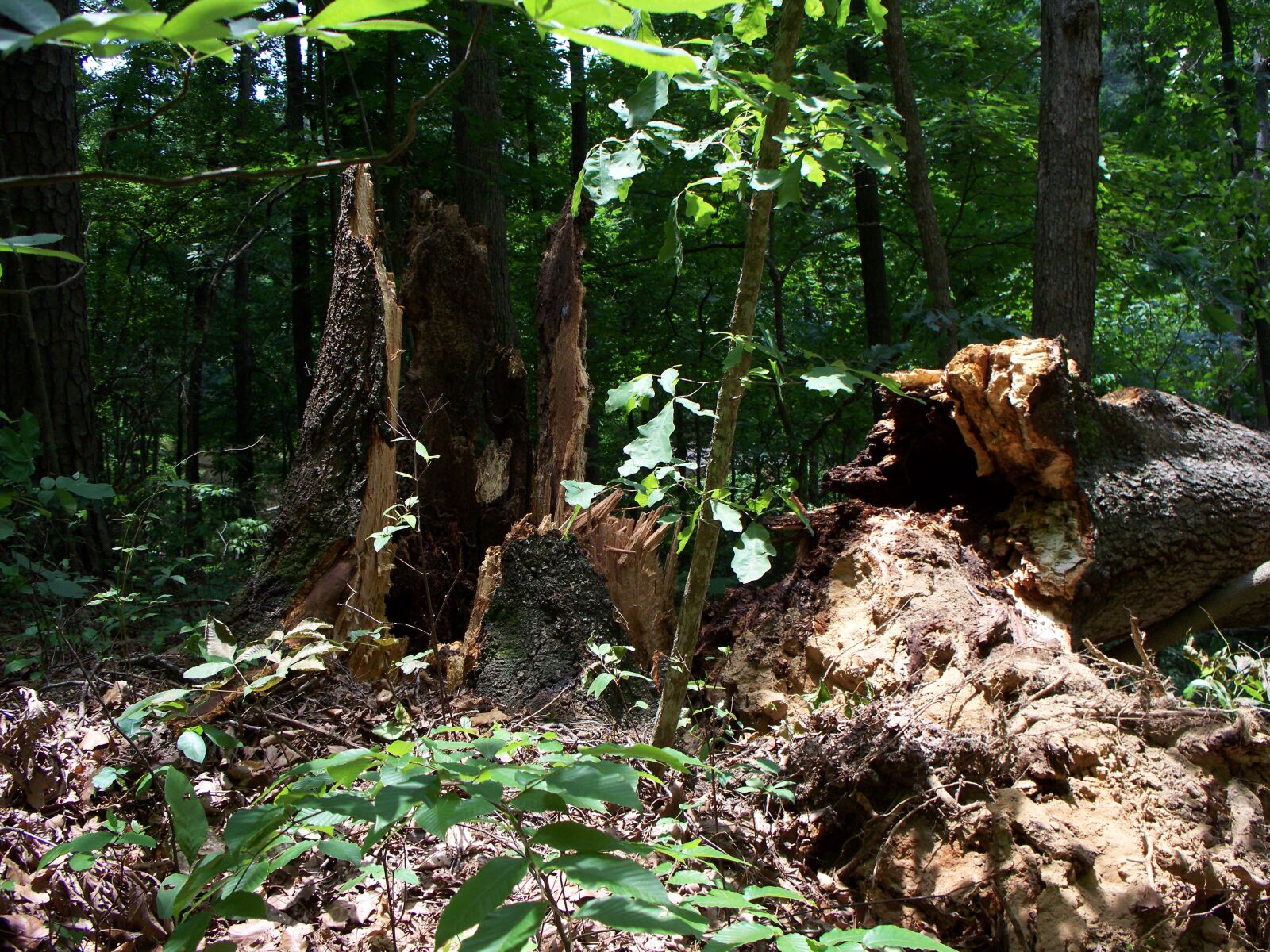 Kodak EASYSHARE Z1485 IS DIGITAL CAMERA sample photo. Stump, forest, trees photography
