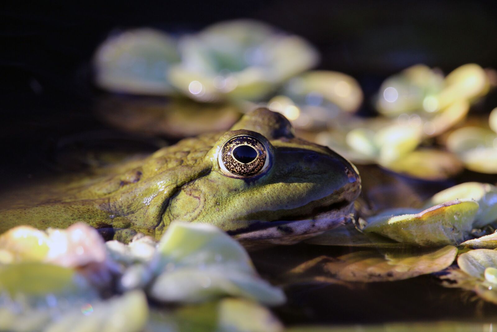 Canon EOS 1200D (EOS Rebel T5 / EOS Kiss X70 / EOS Hi) sample photo. Frog, animal, amphibian photography