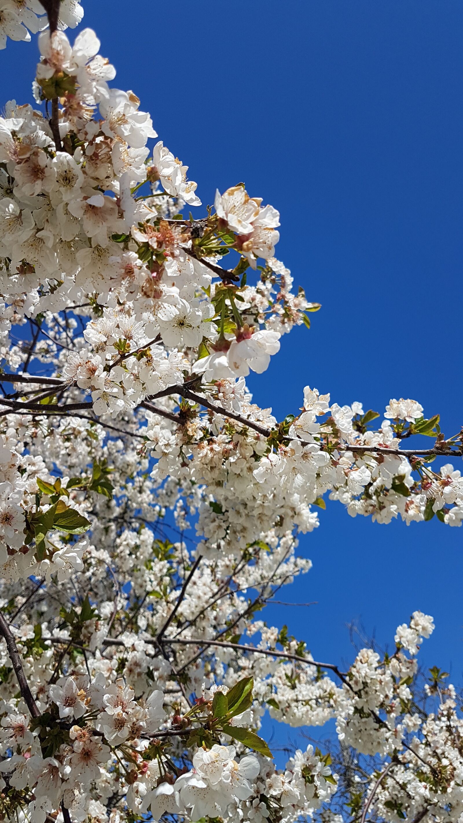 Samsung Galaxy S7 Edge sample photo. Spring, krasnodarskiy kray, cherry photography