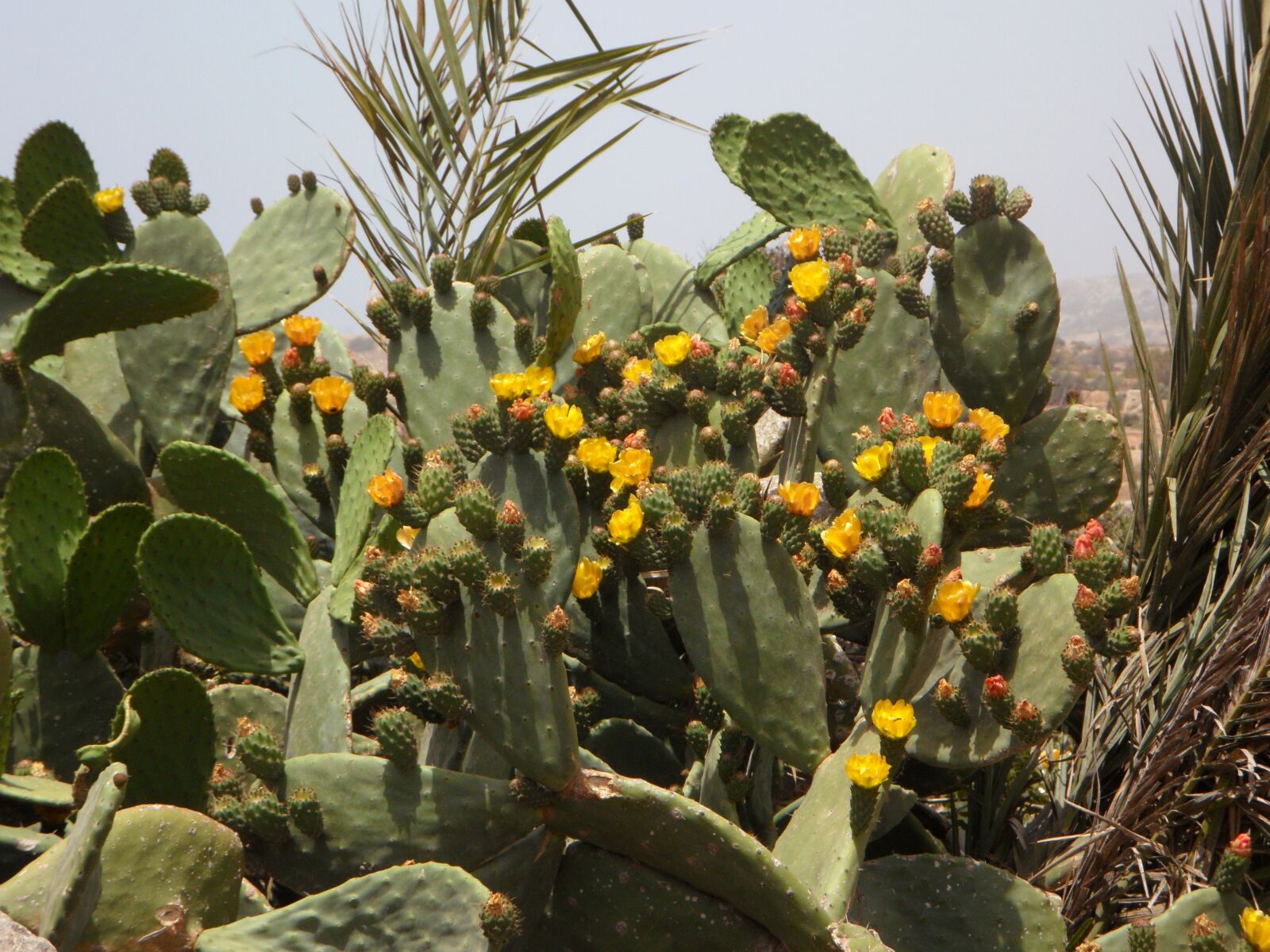 Samsung VLUU WB210, SAMSUNG WB210 sample photo. Cactus, bloom, nature photography