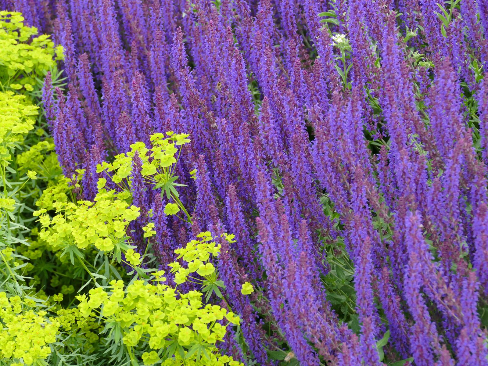 Panasonic Lumix DMC-FZ1000 sample photo. Garden, flowers, purple photography