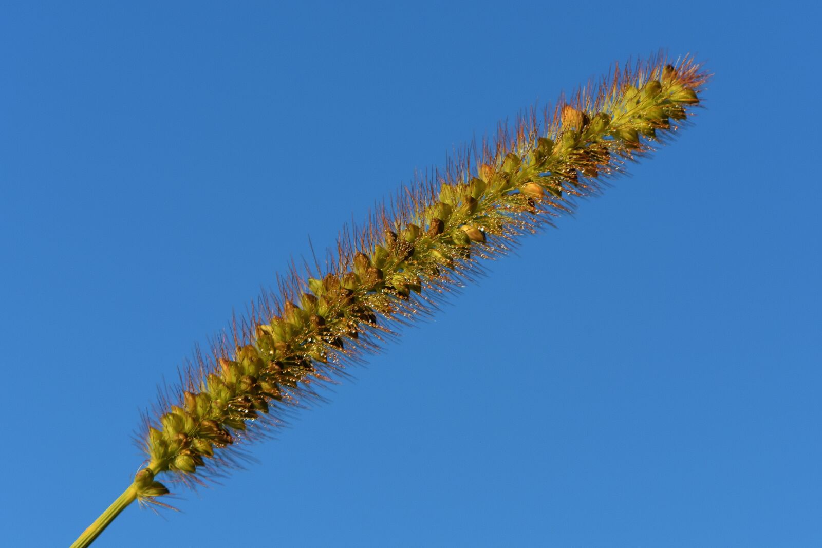 Nikon D7200 sample photo. Grasses, nature, plant photography