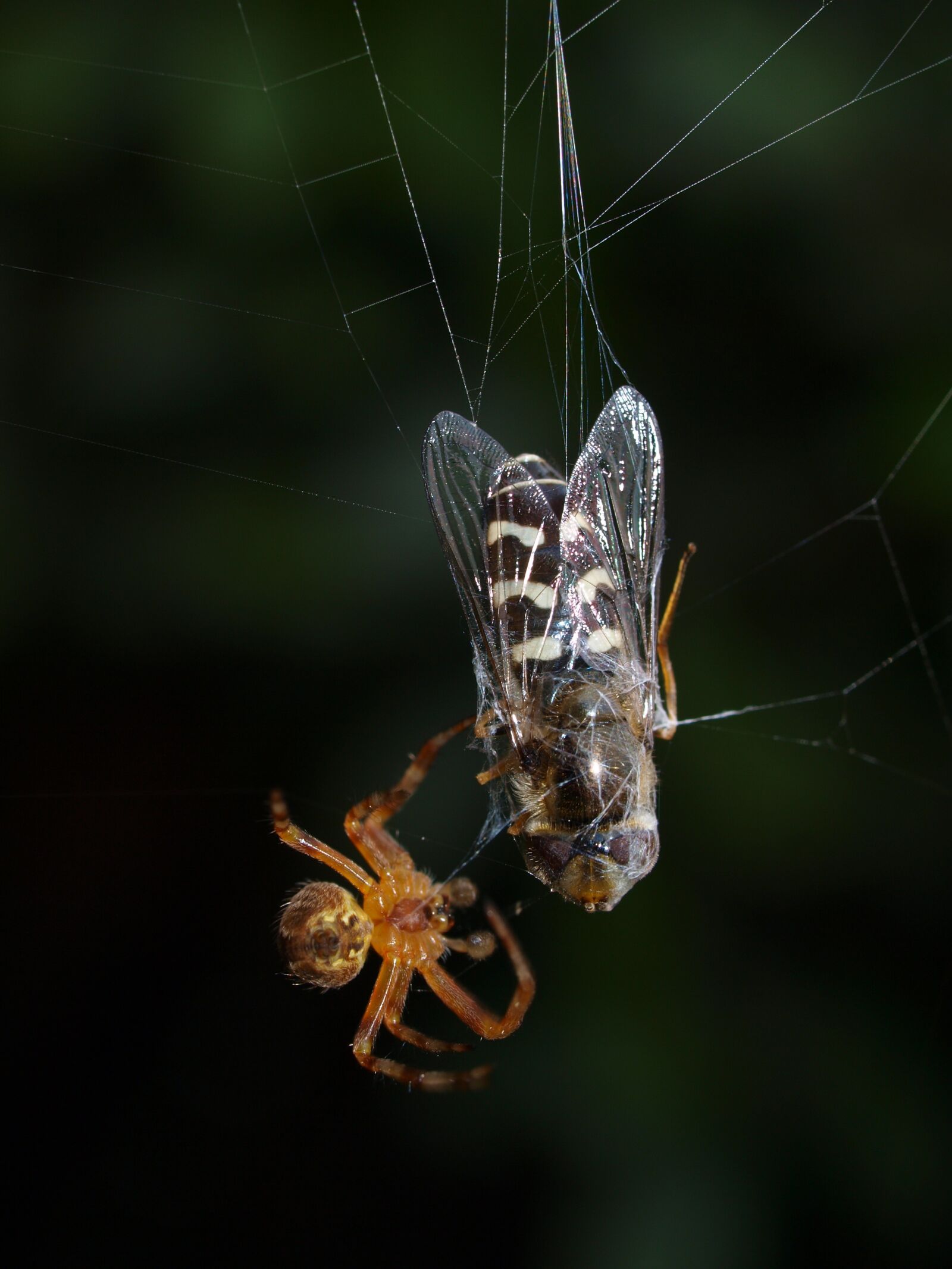 Olympus E-520 (EVOLT E-520) sample photo. Spider, fly, web photography