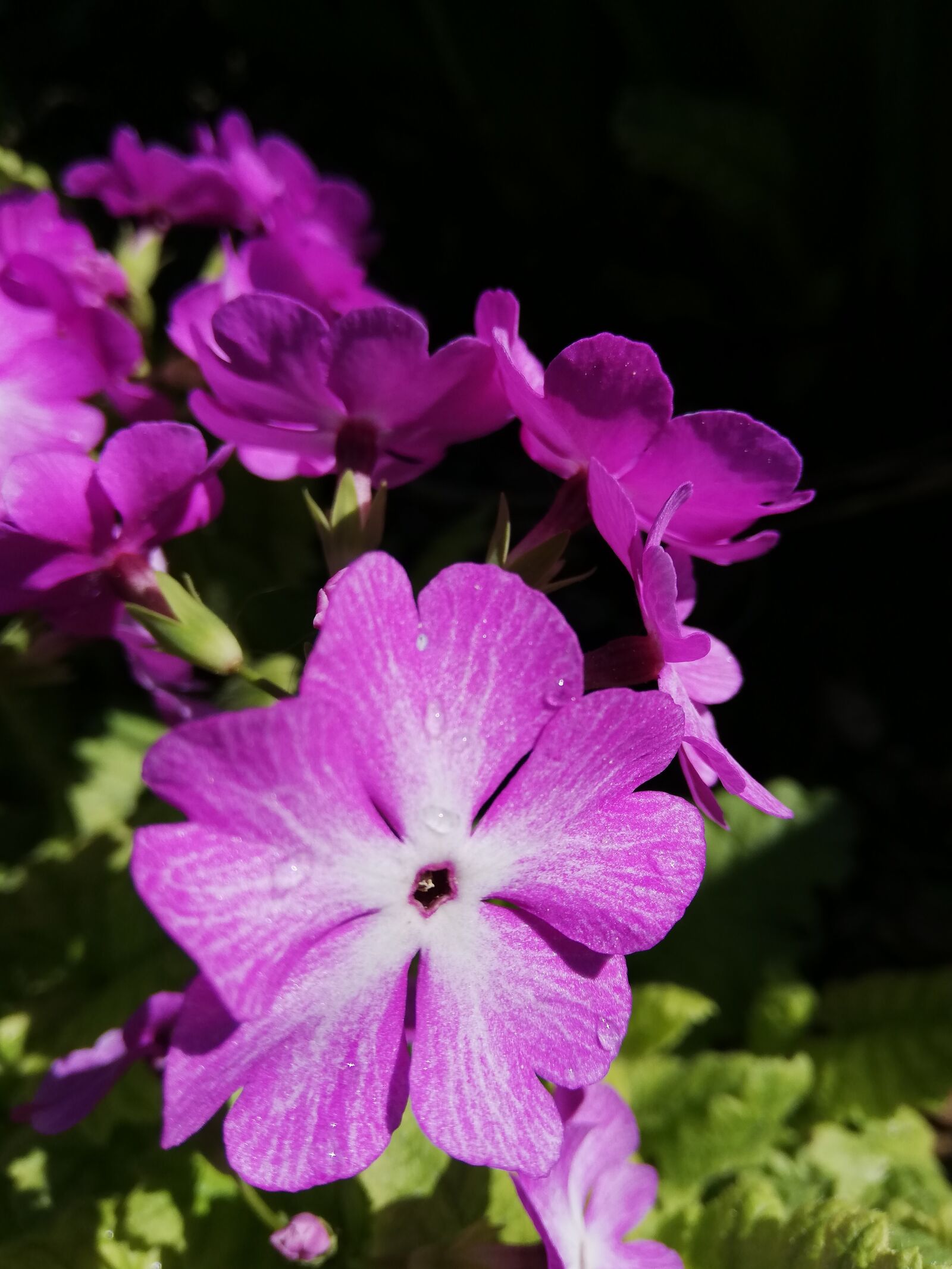 HUAWEI P20 lite sample photo. Flower, lilac, petals photography