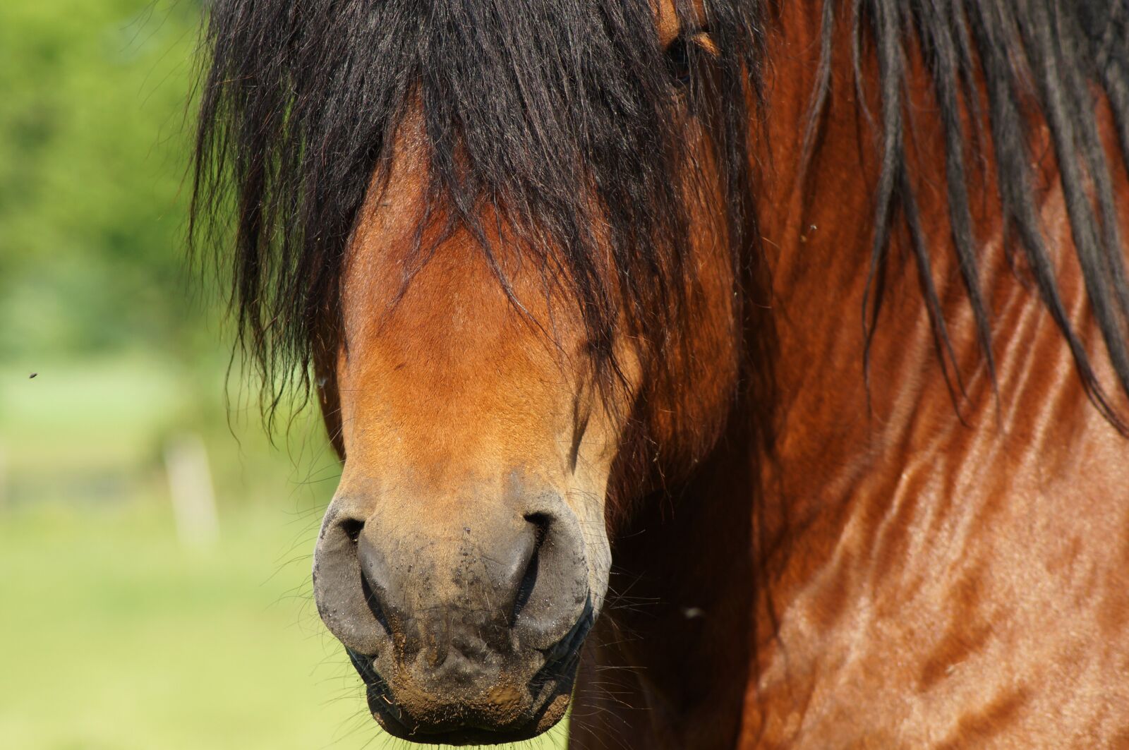 Sony SLT-A57 sample photo. Horse, head, mane photography