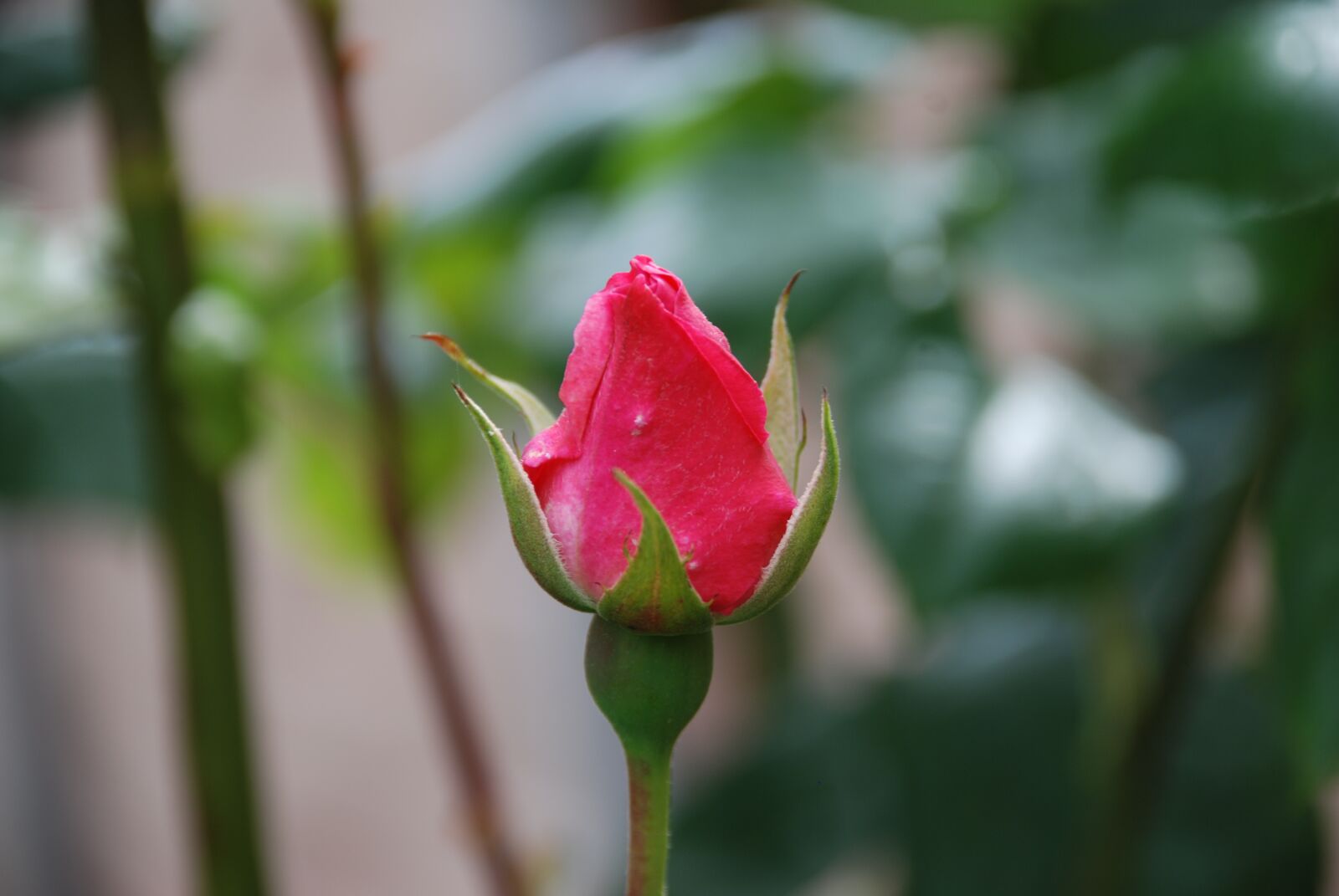 Nikon D80 sample photo. Rose, bud, ireland pink photography