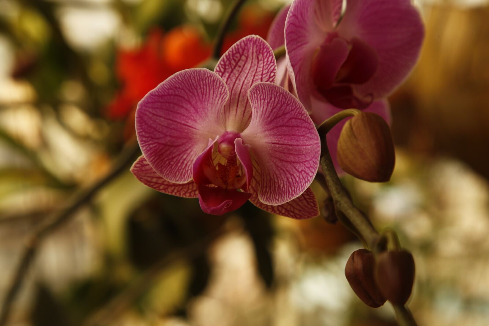 Canon EOS 5D Mark II sample photo. Orchid, phalanopsis, flower photography
