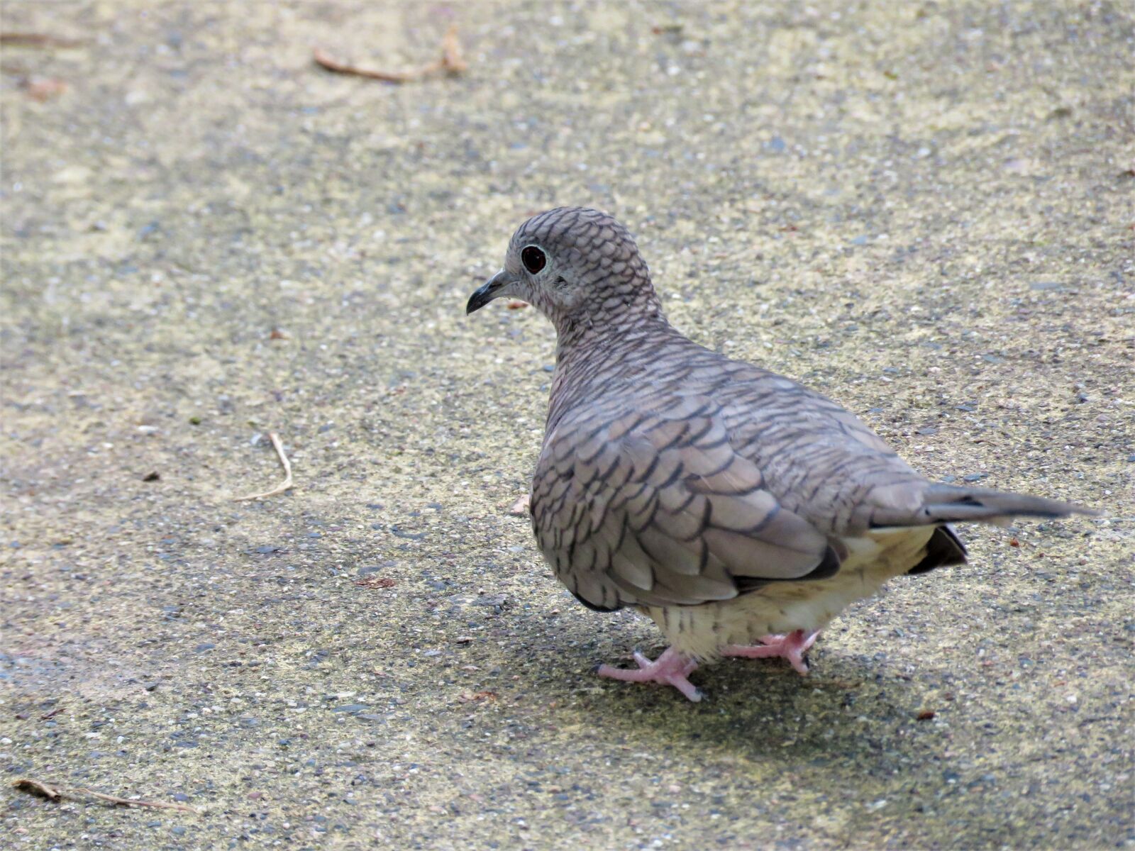 Canon PowerShot SX60 HS sample photo. Inca dove, dove, pigeon photography