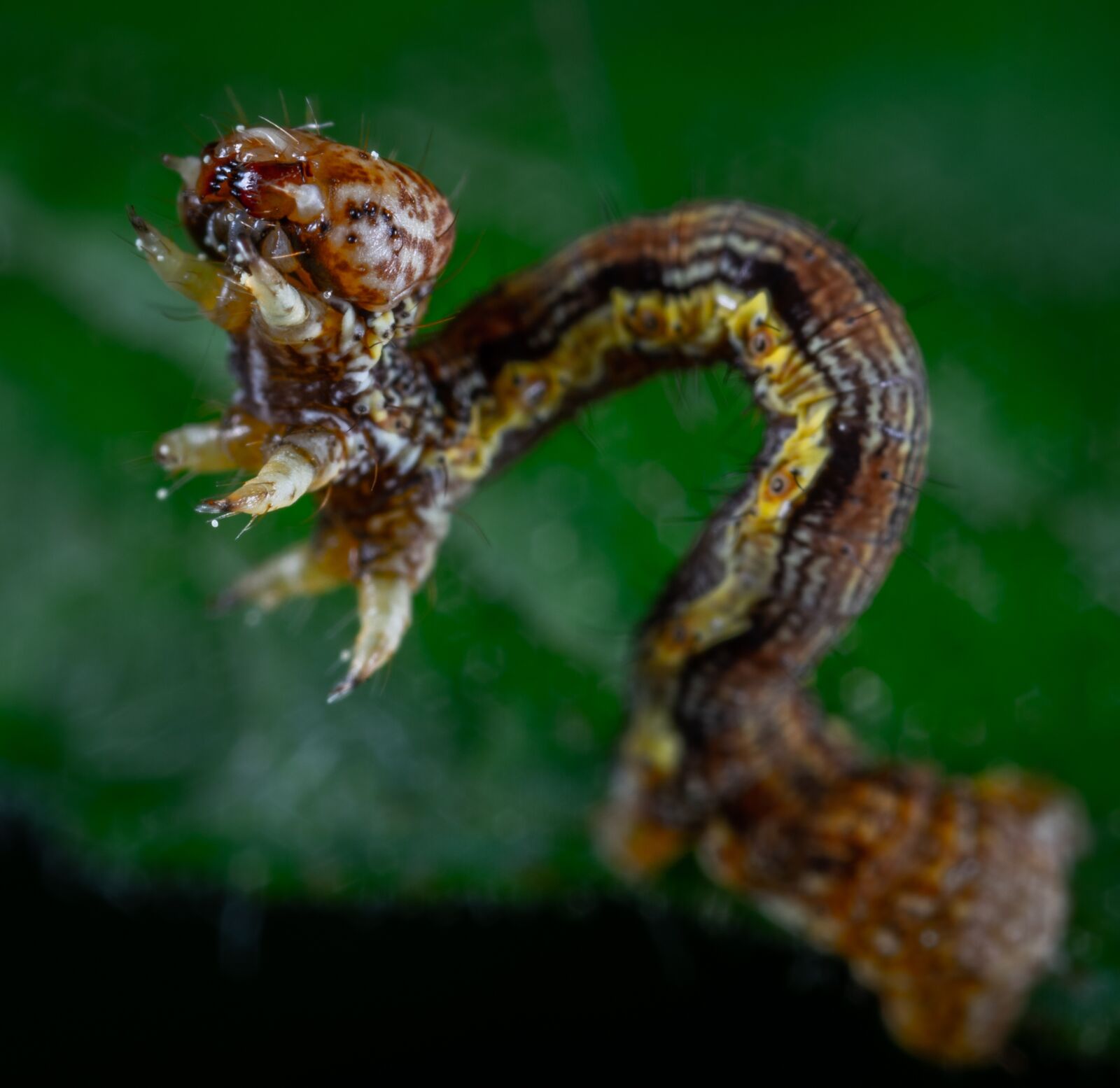 Sony a7R II sample photo. Moth, caterpillar, macro photography