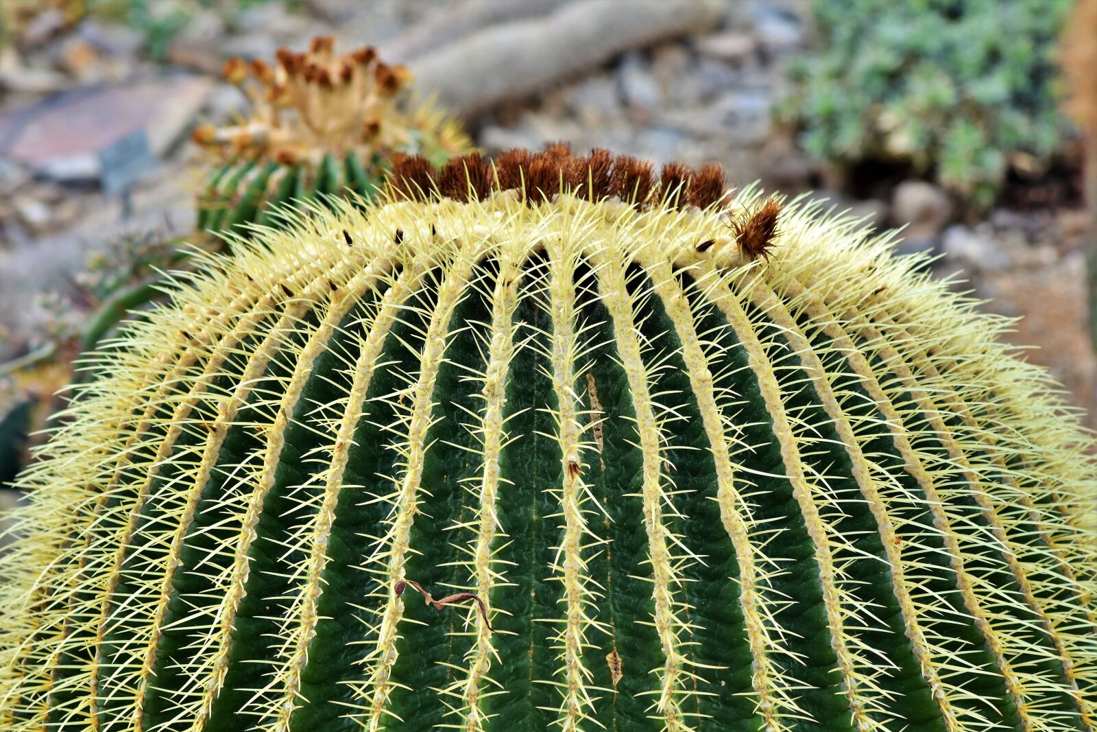 Nikon D7200 sample photo. Cactus, mother in law photography