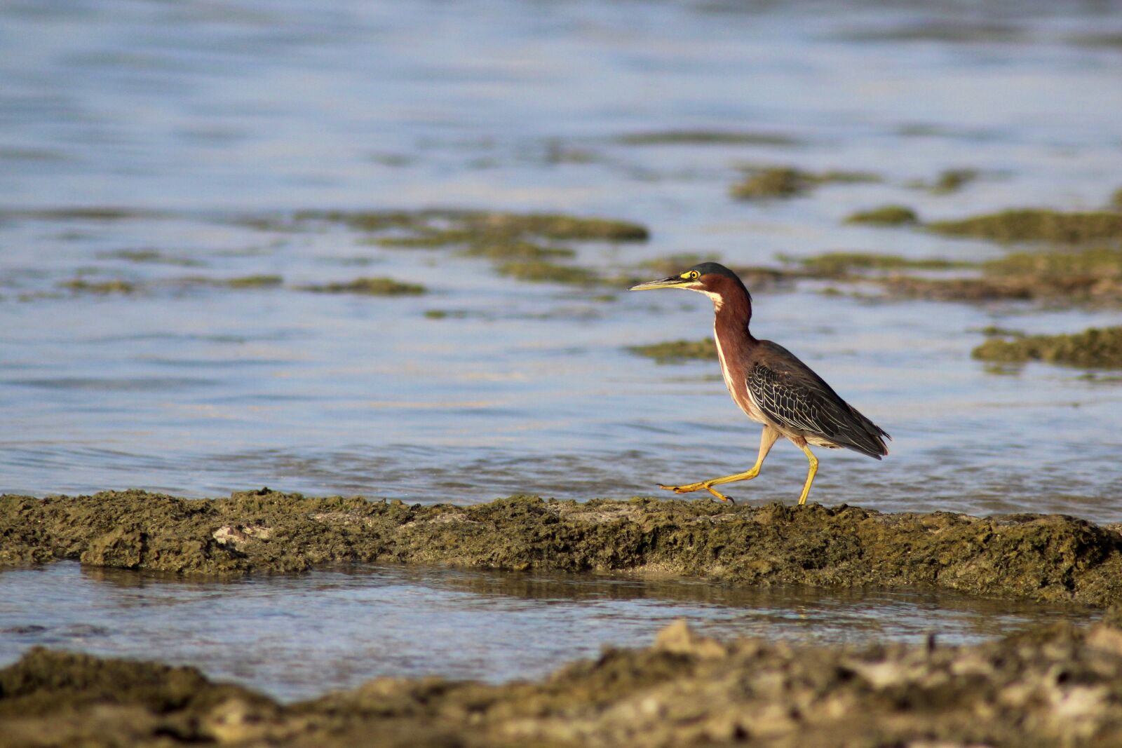 Canon EOS 600D (Rebel EOS T3i / EOS Kiss X5) sample photo. Bird, heron, guadeloupe photography