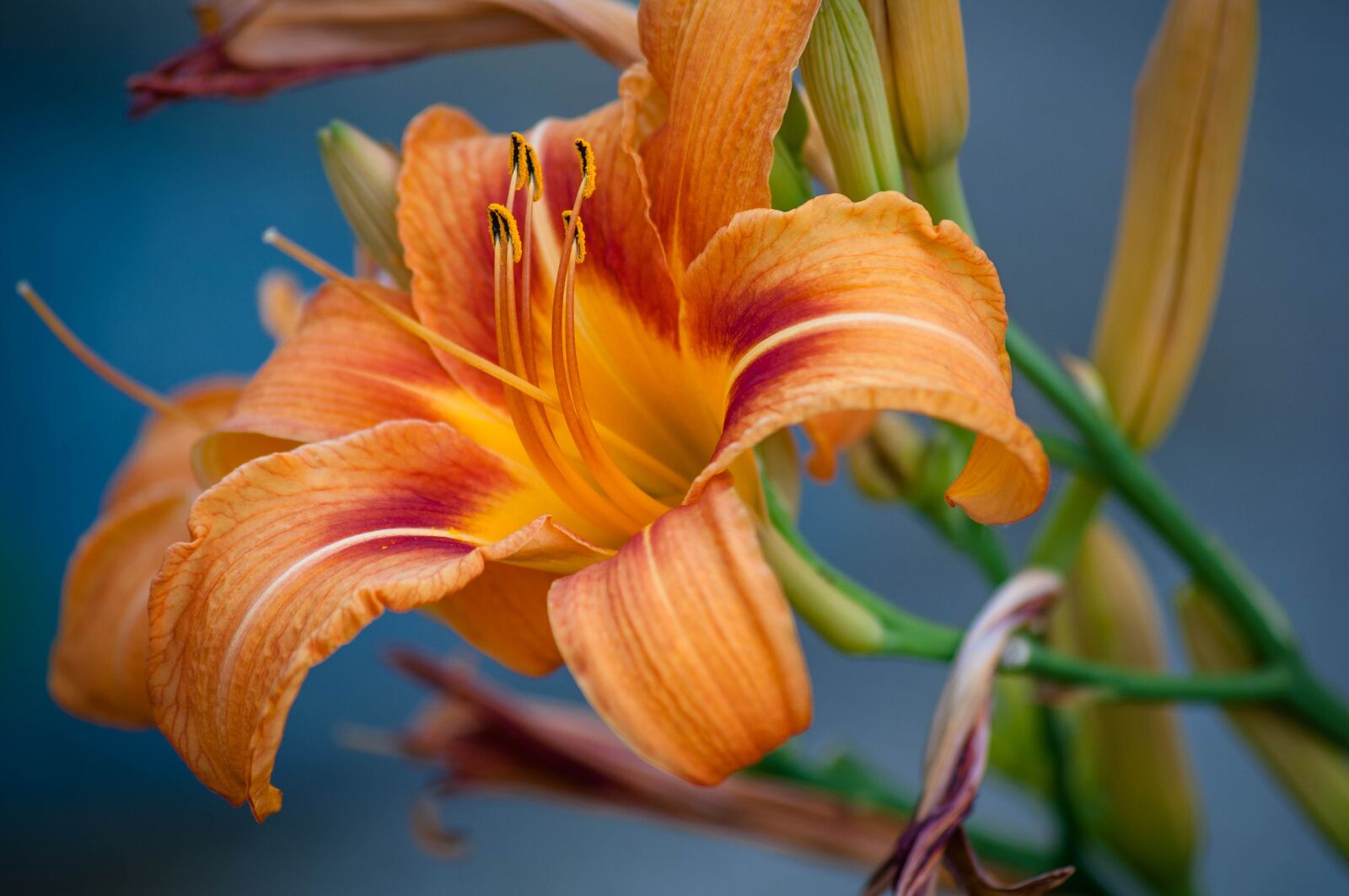 Nikon D90 sample photo. Daylilies, flower, garden photography