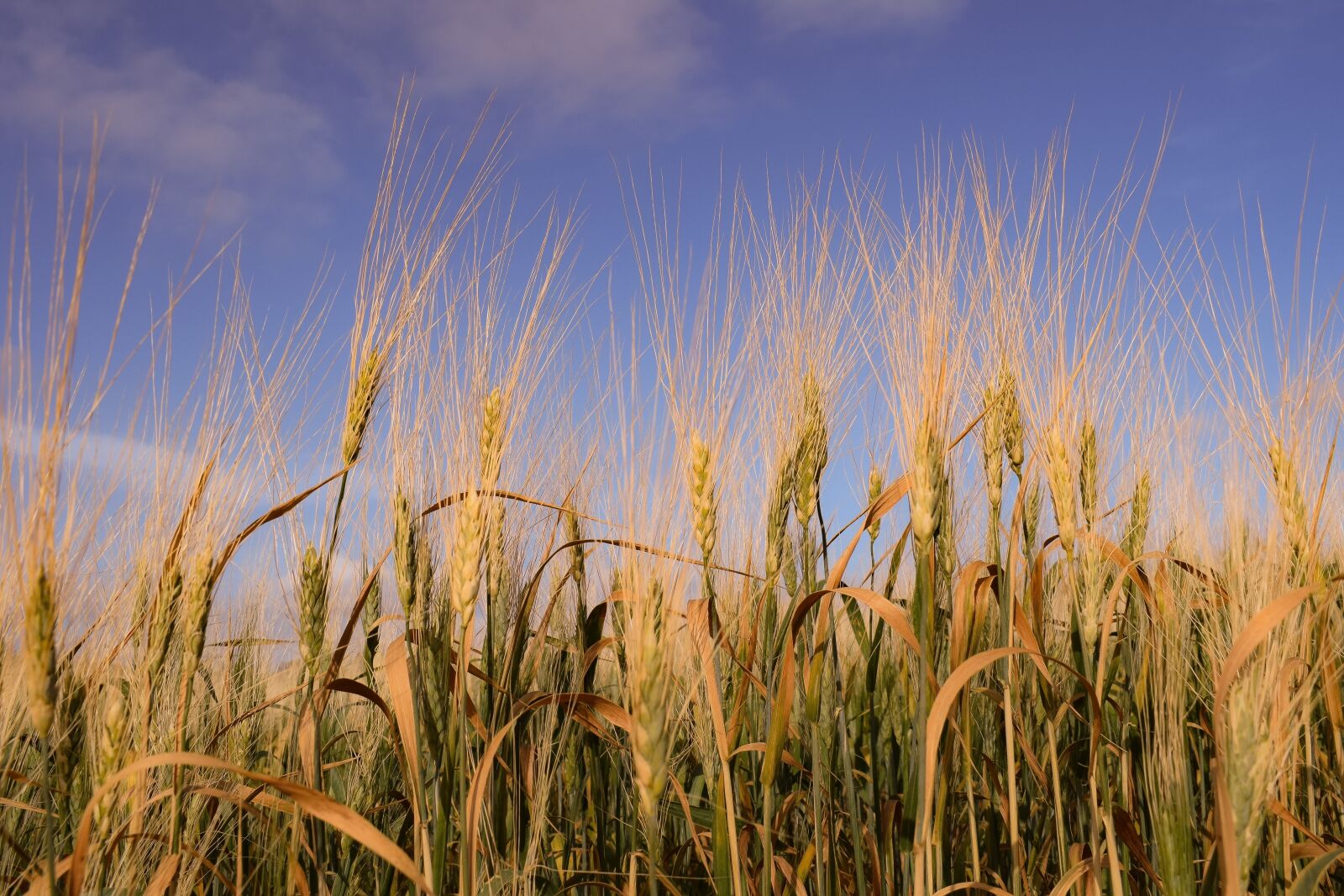 Nikon D3300 sample photo. Cereal, wheat, field photography
